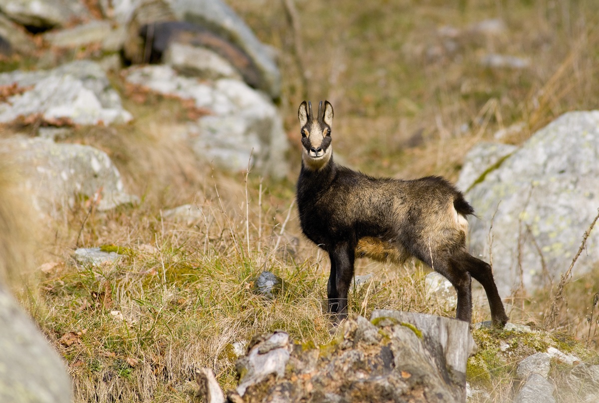 chamois
