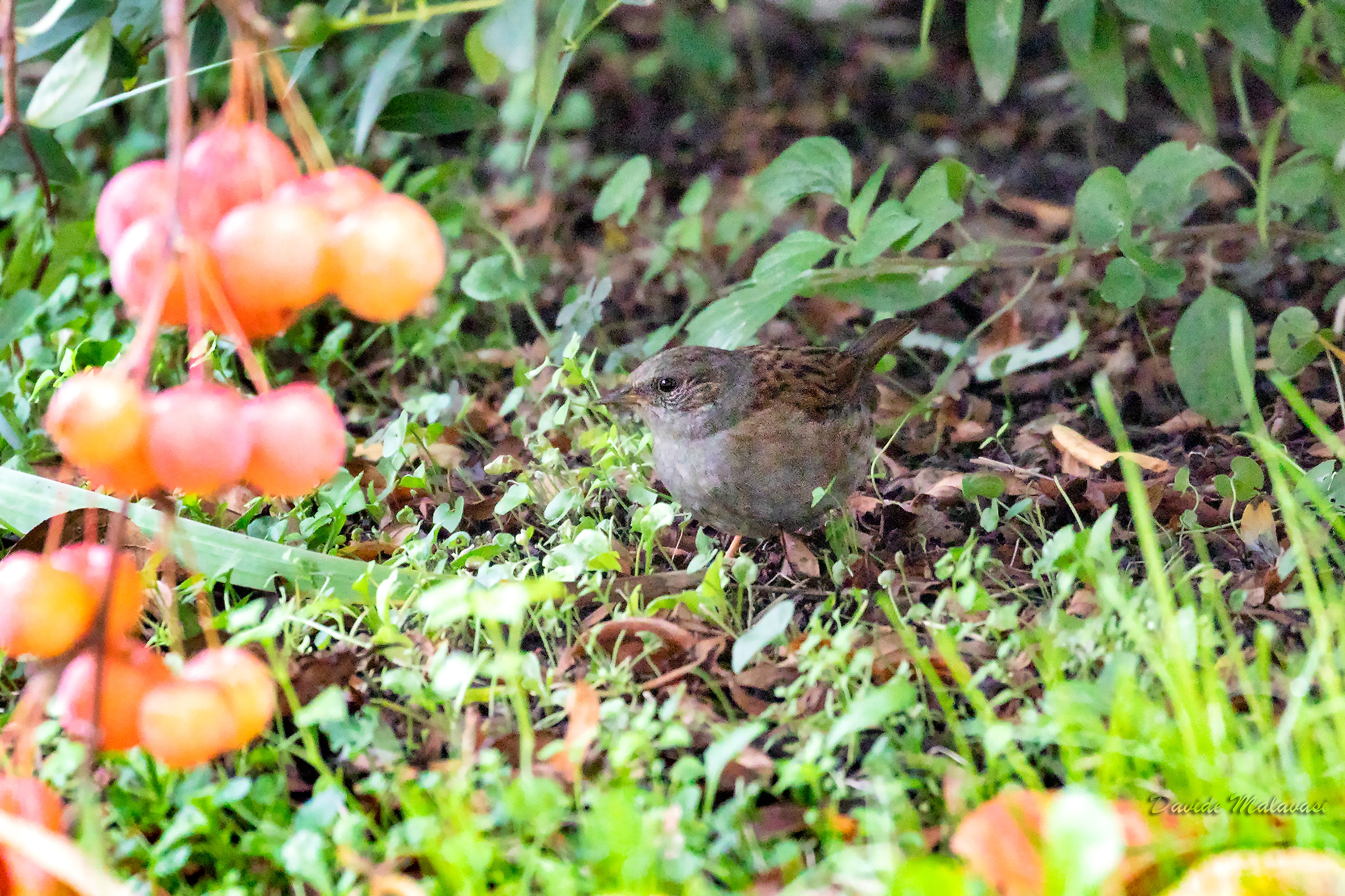 Passera Dunnock