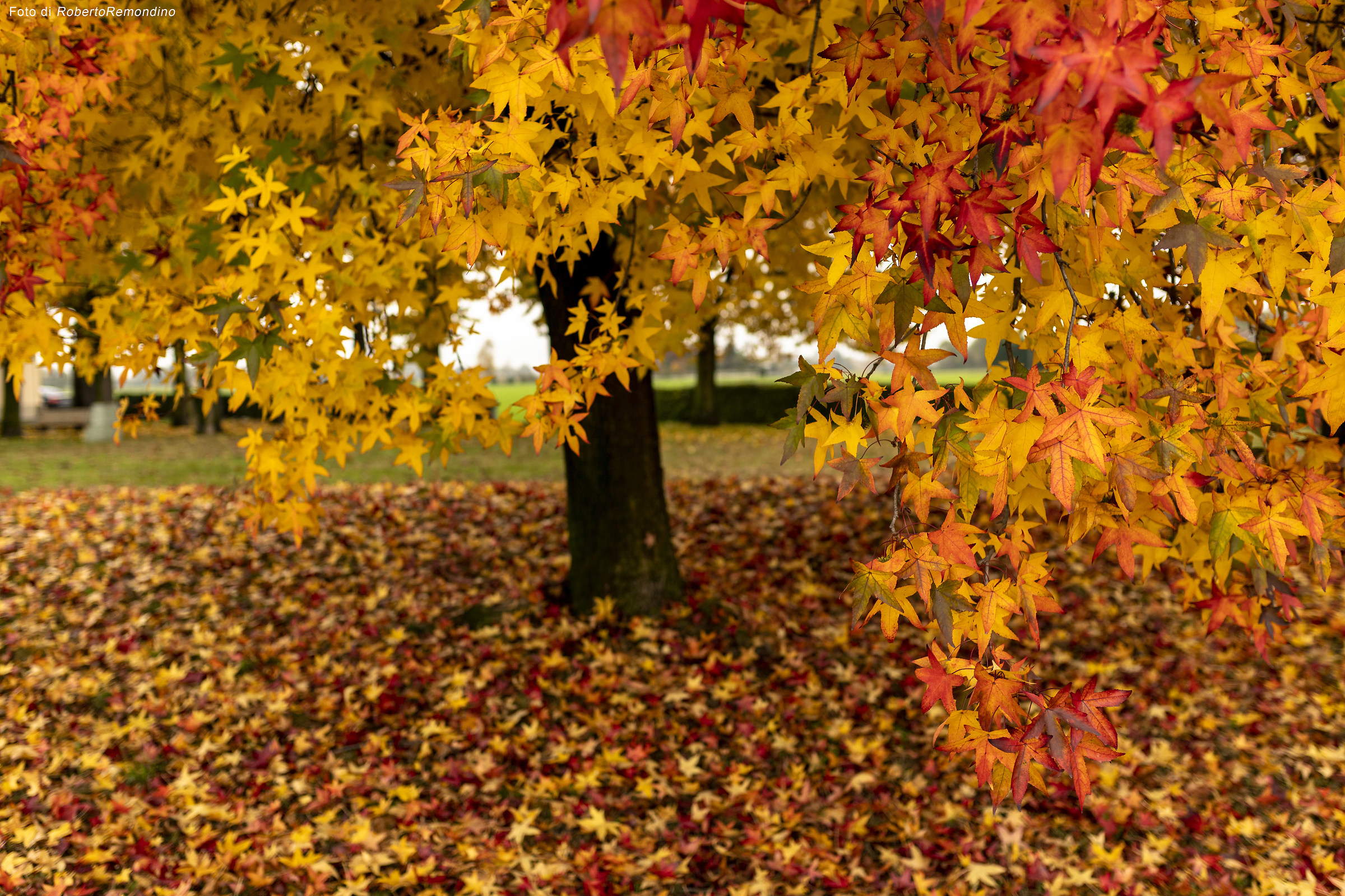 Il mio albero preferito