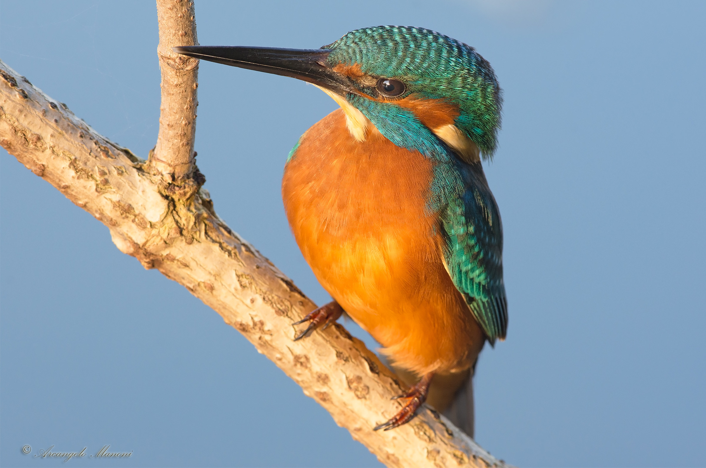 Sua altezza il martino