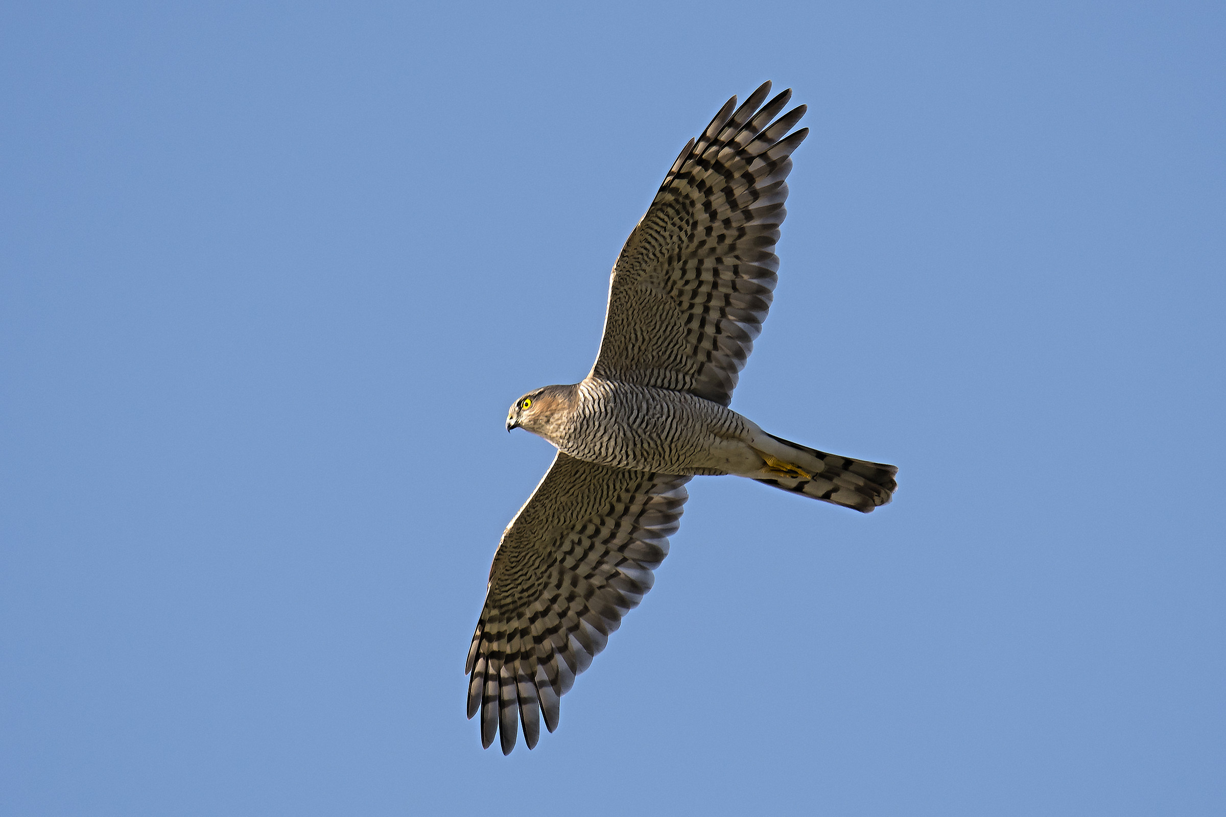 sparrowhawk