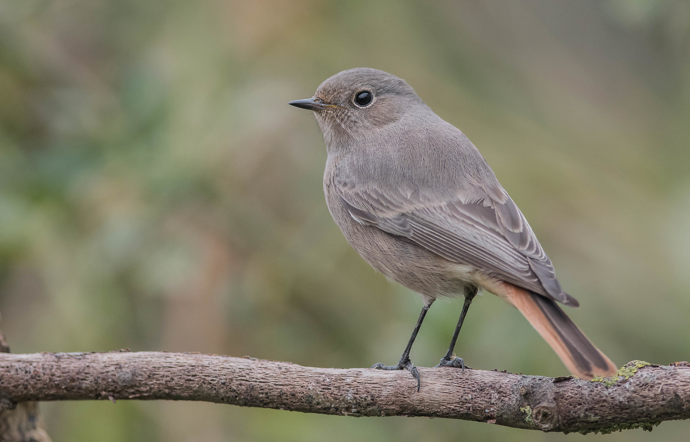 codirosso spazzacamino