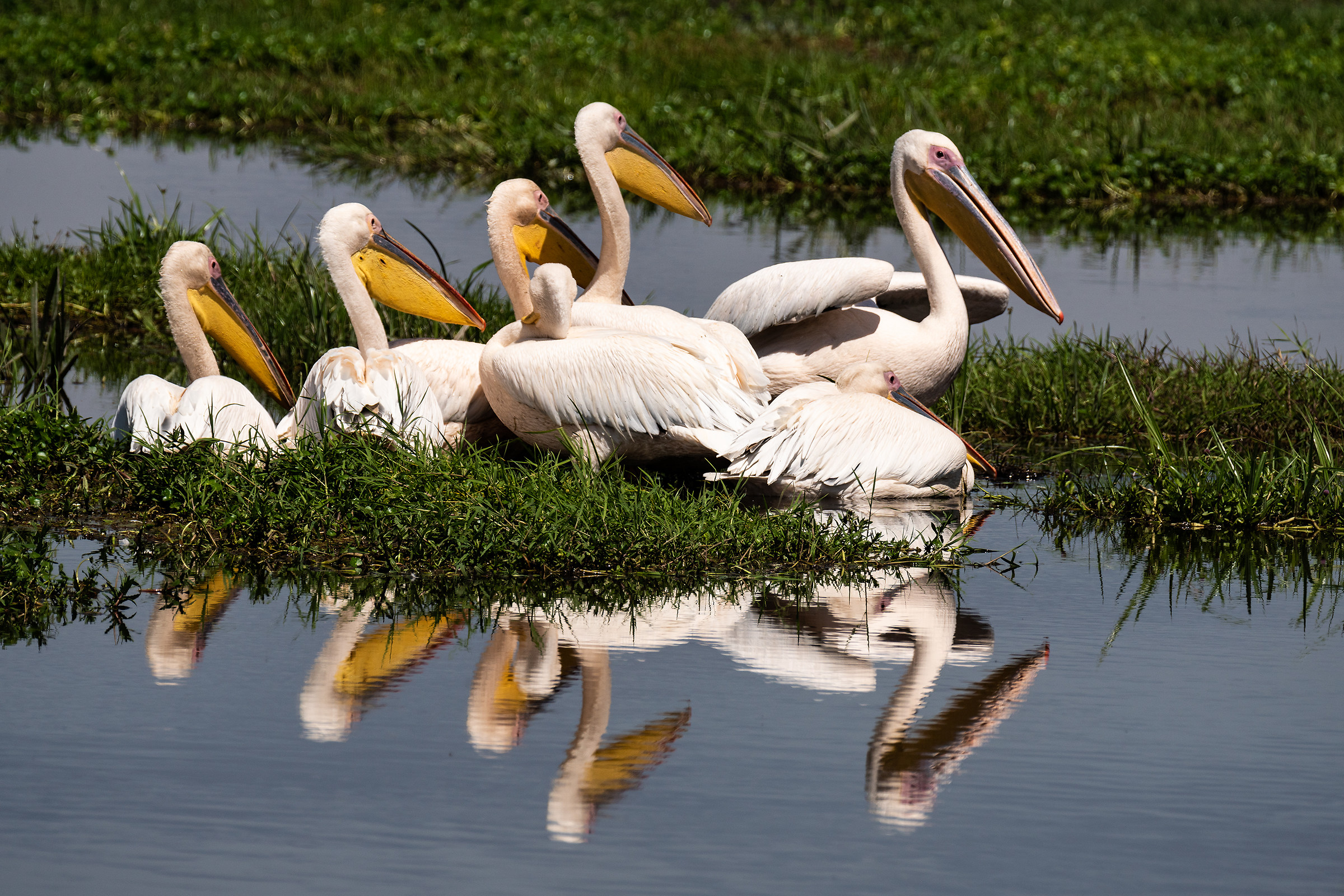 Pelicans Group