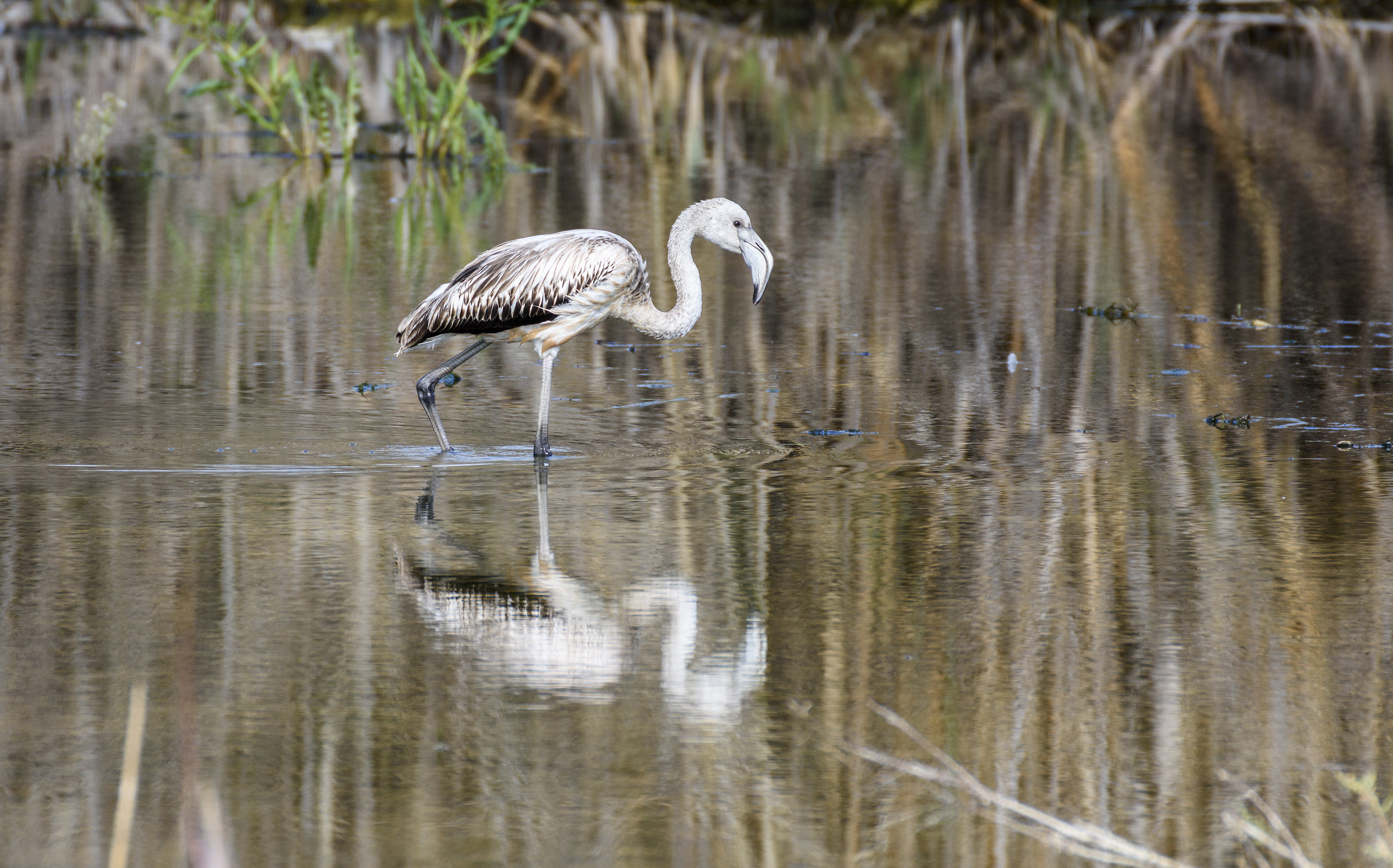 Giovane Fenicottero rosa