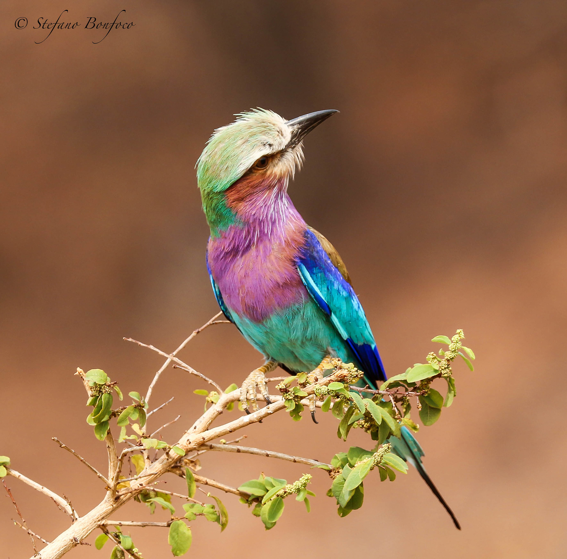 Breasted Jay (Coracias caudatus)