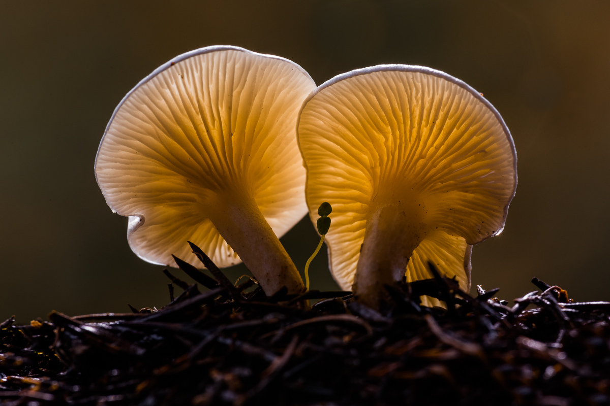 Creatures of the undergrowth...