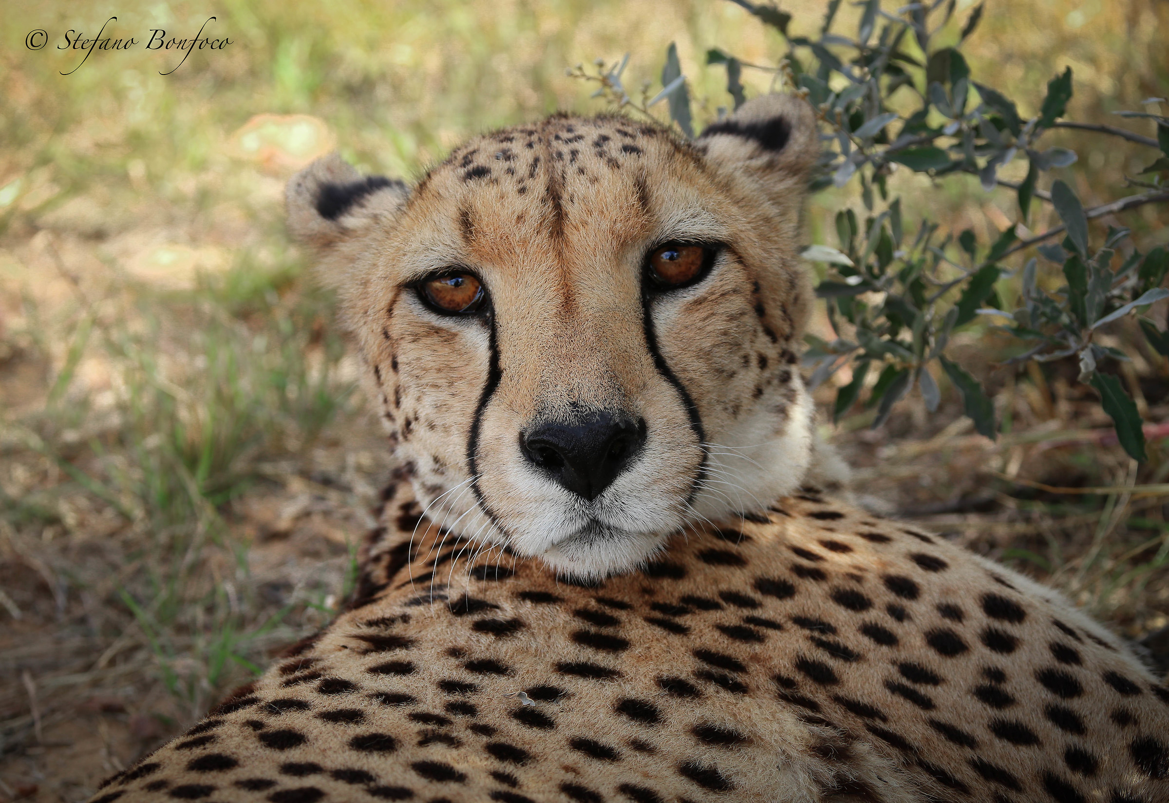 Ghepardo (Acinonyx jubatus)