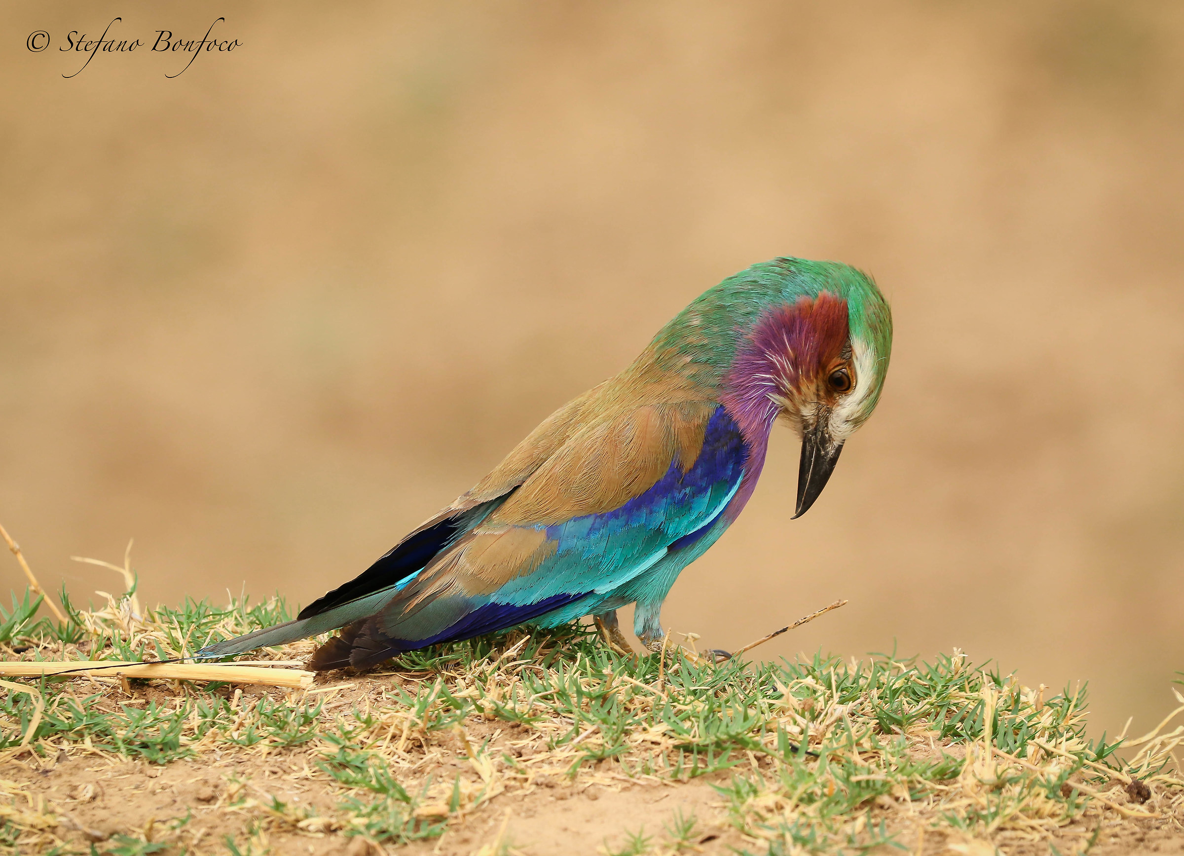 Pettolilla Jay (Coracias caudatus)