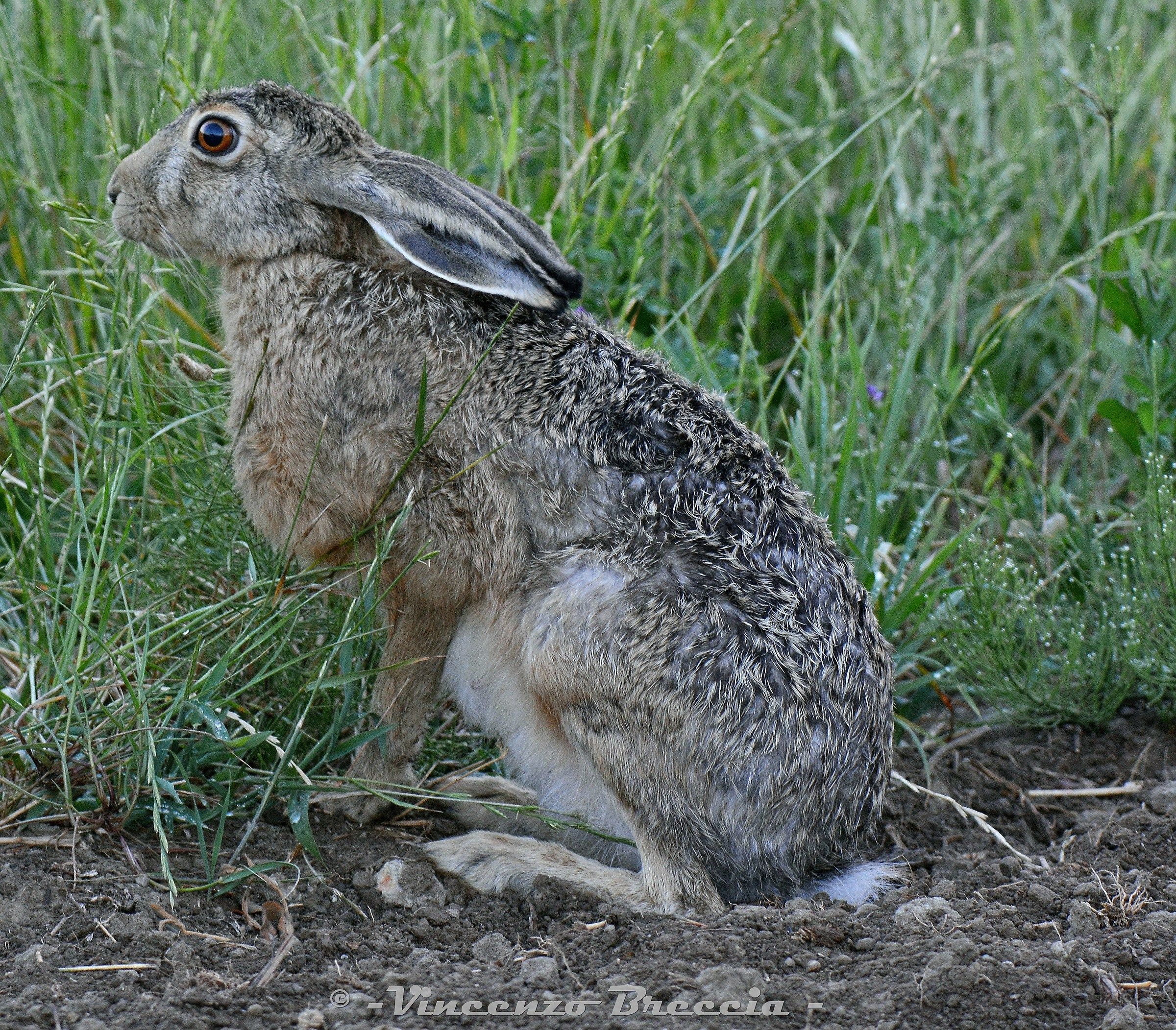 Lepus europeus