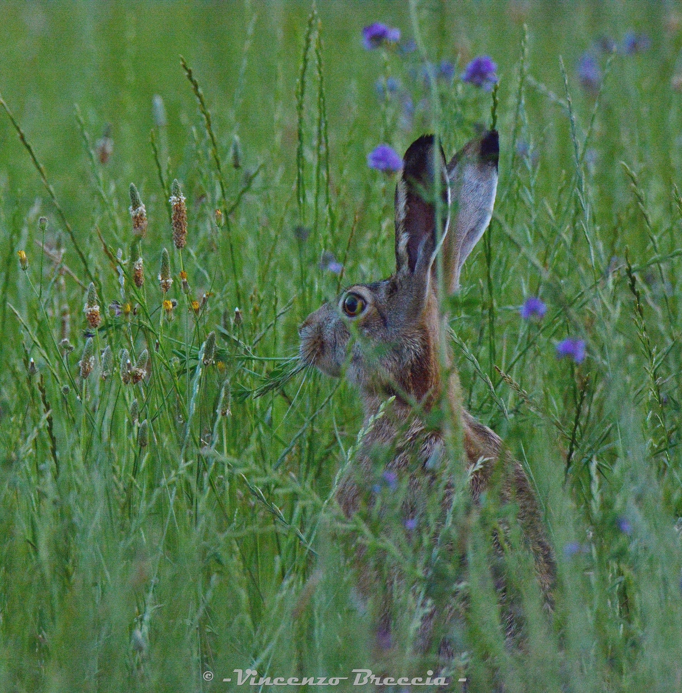 Orecchiona in pastura tra i fiordalisi