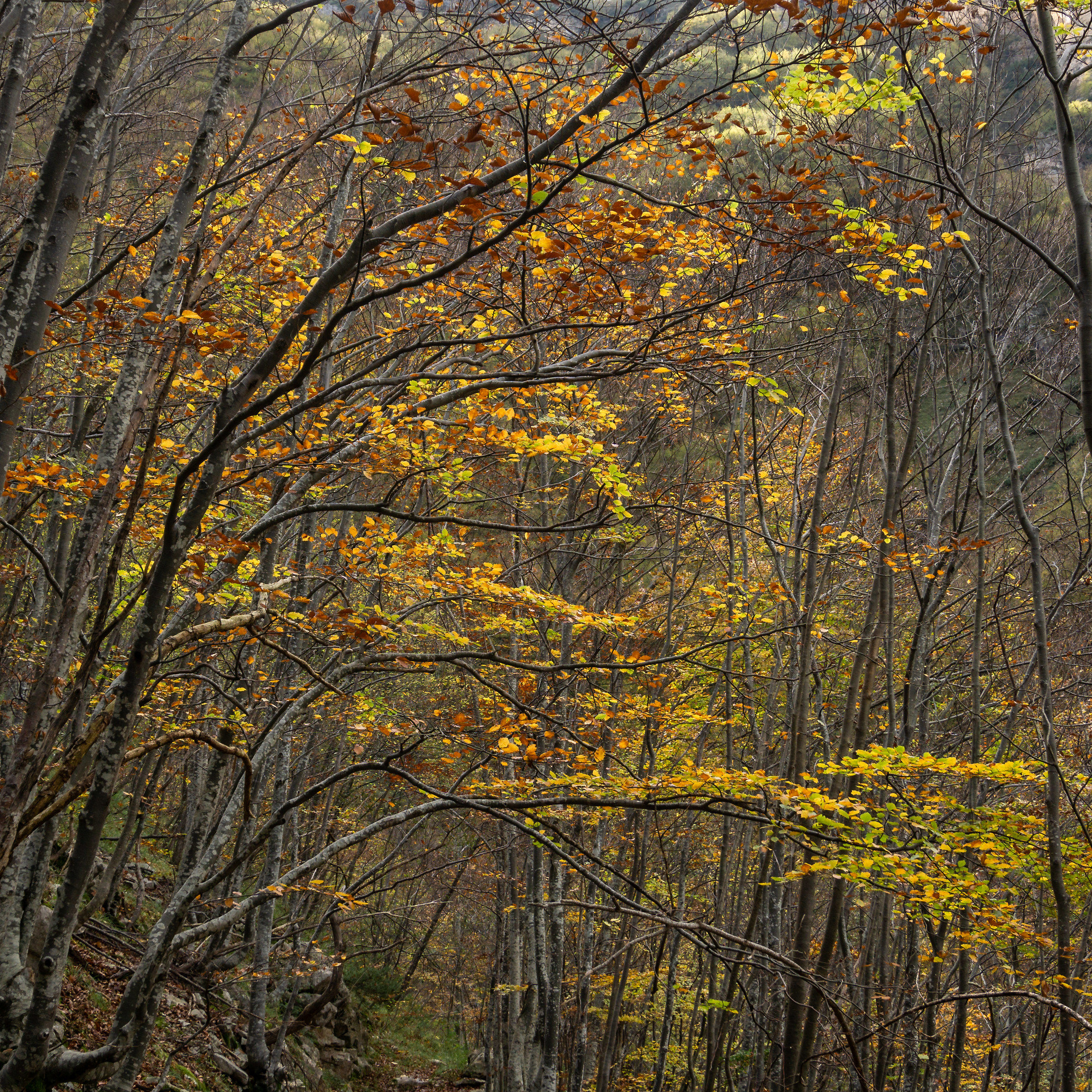 Autumnal Rational Mess