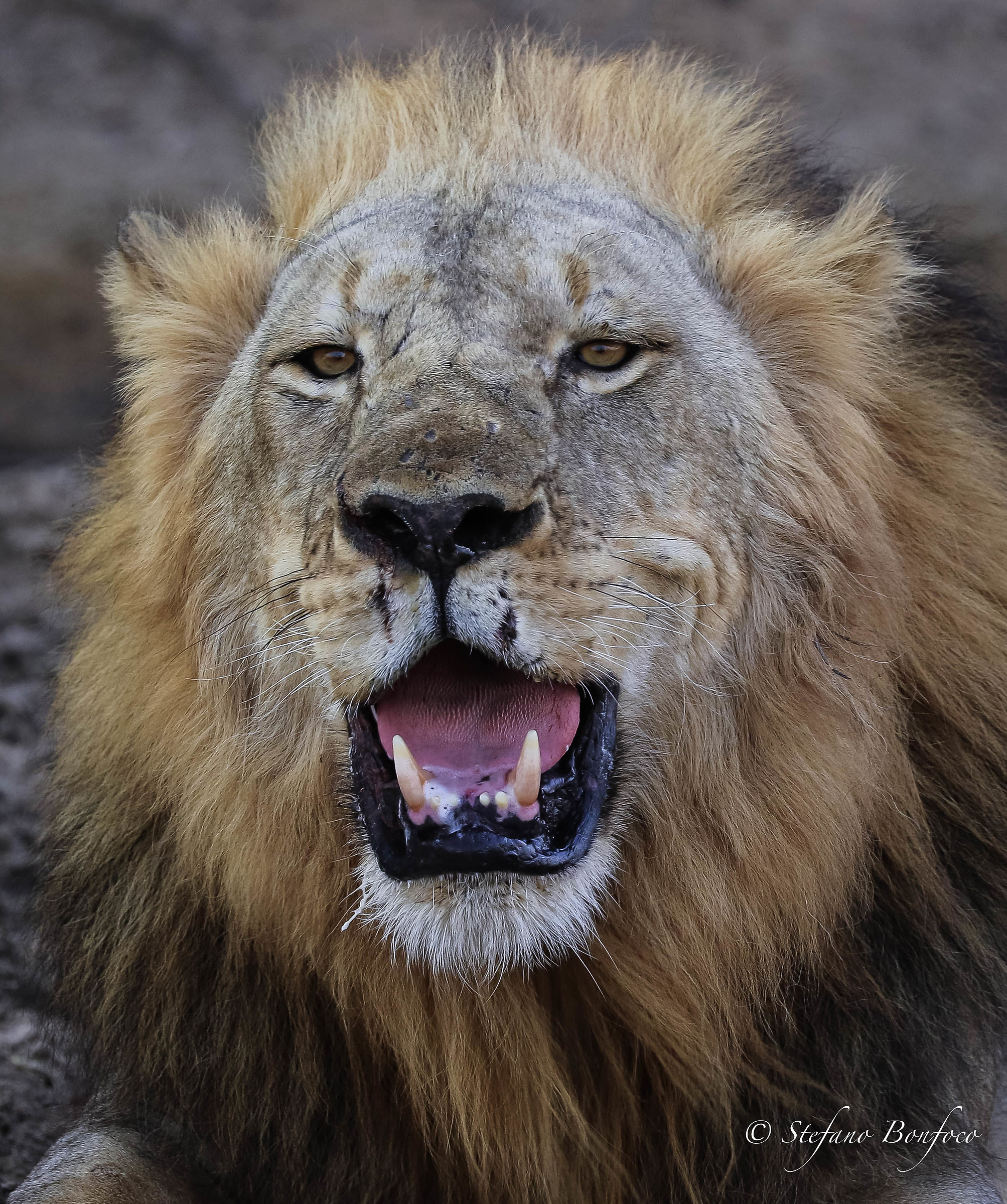 Lion (Panthera leo)