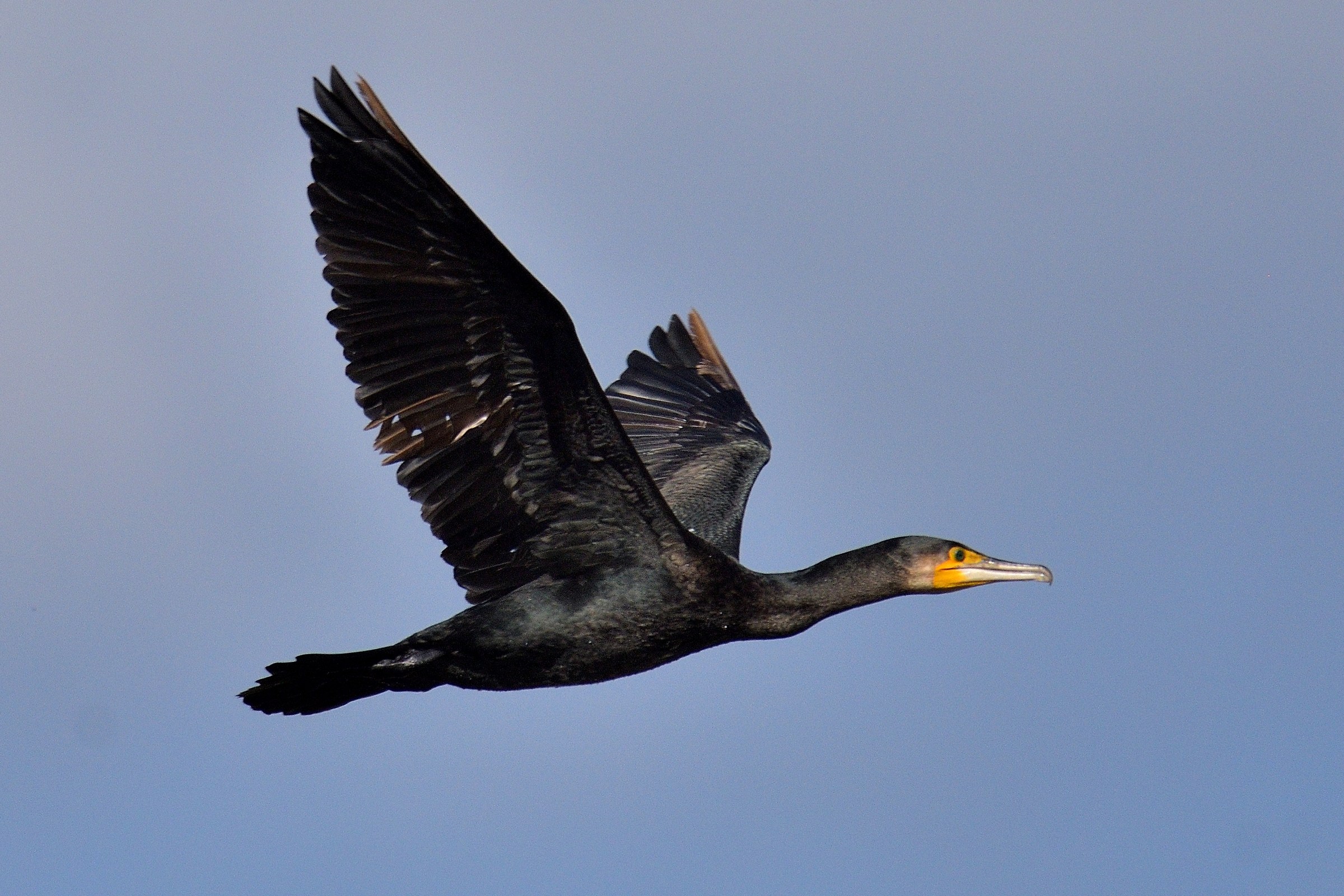Cormorano