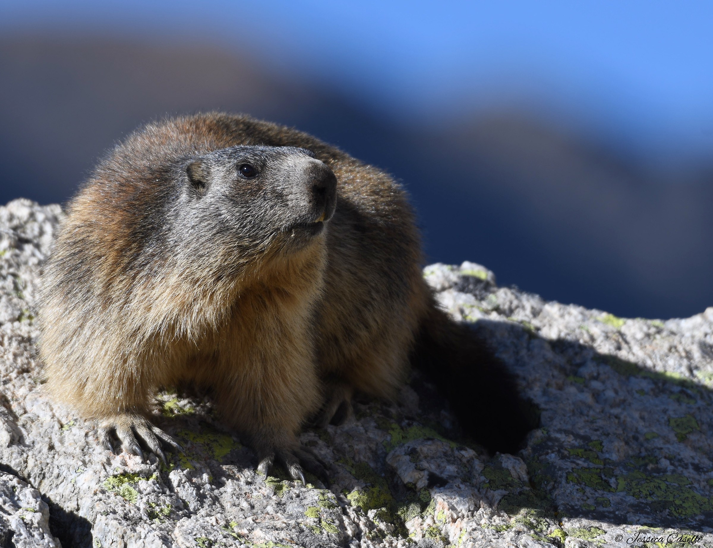 Marmotta Alpina