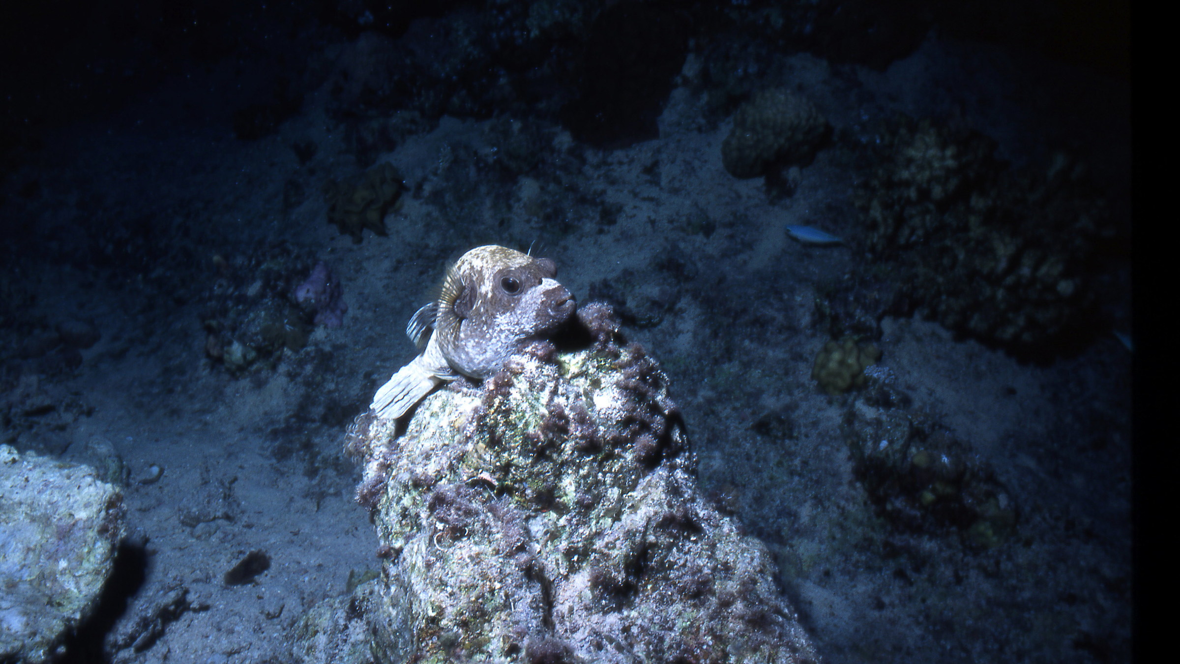 Pesce Palla che si mimetizza (Immersione notturna)