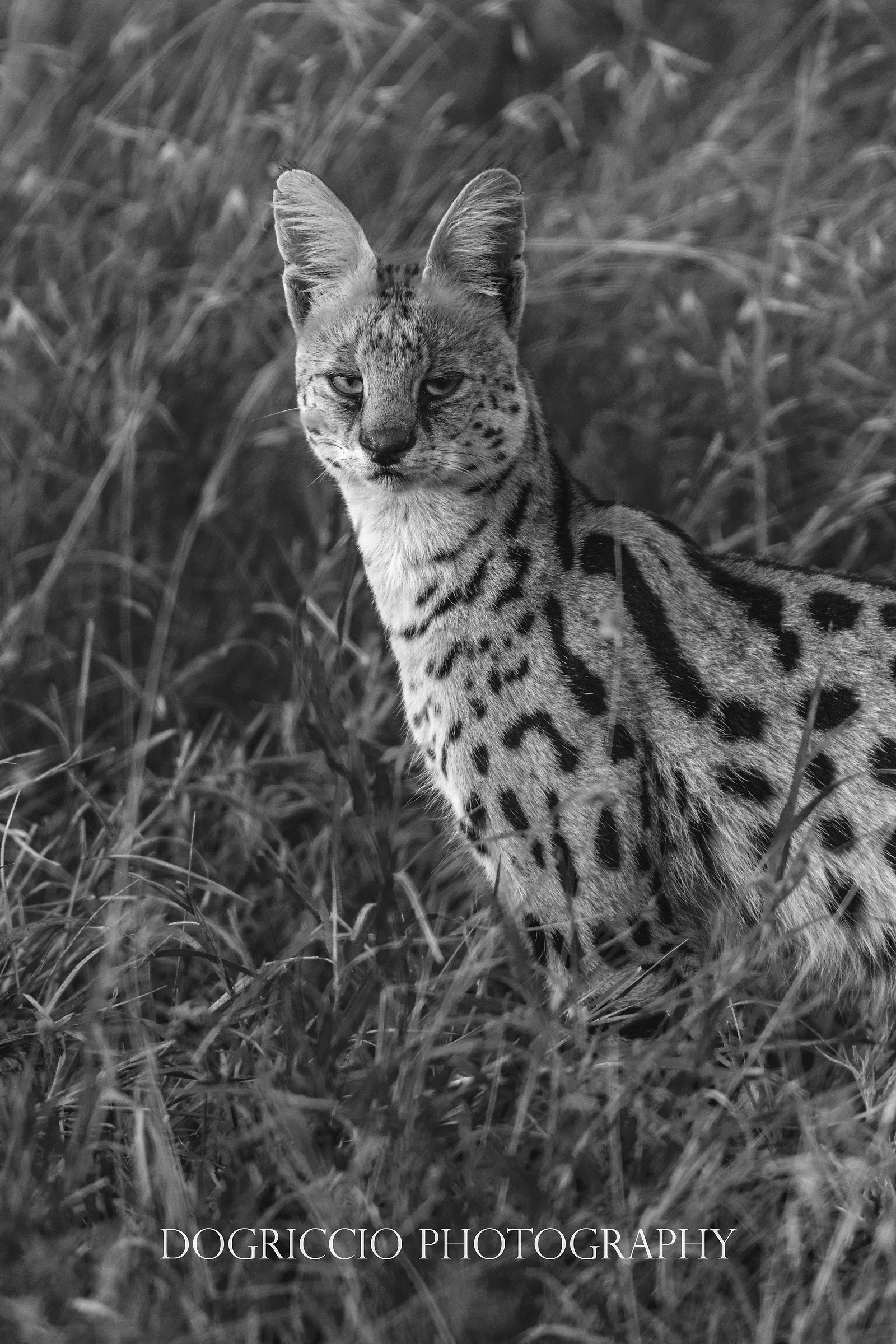 Bored Serval