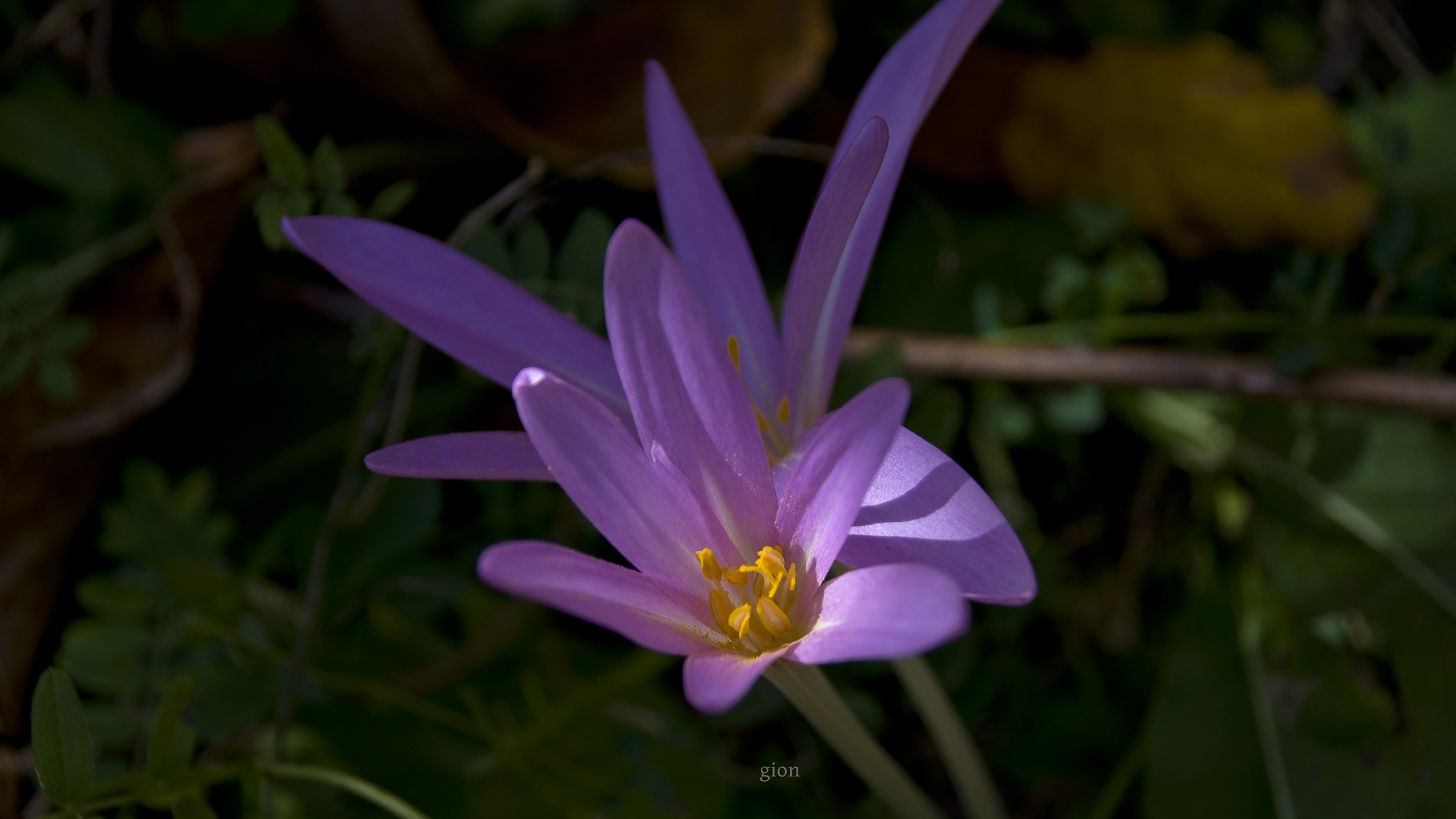 Crocus SP.