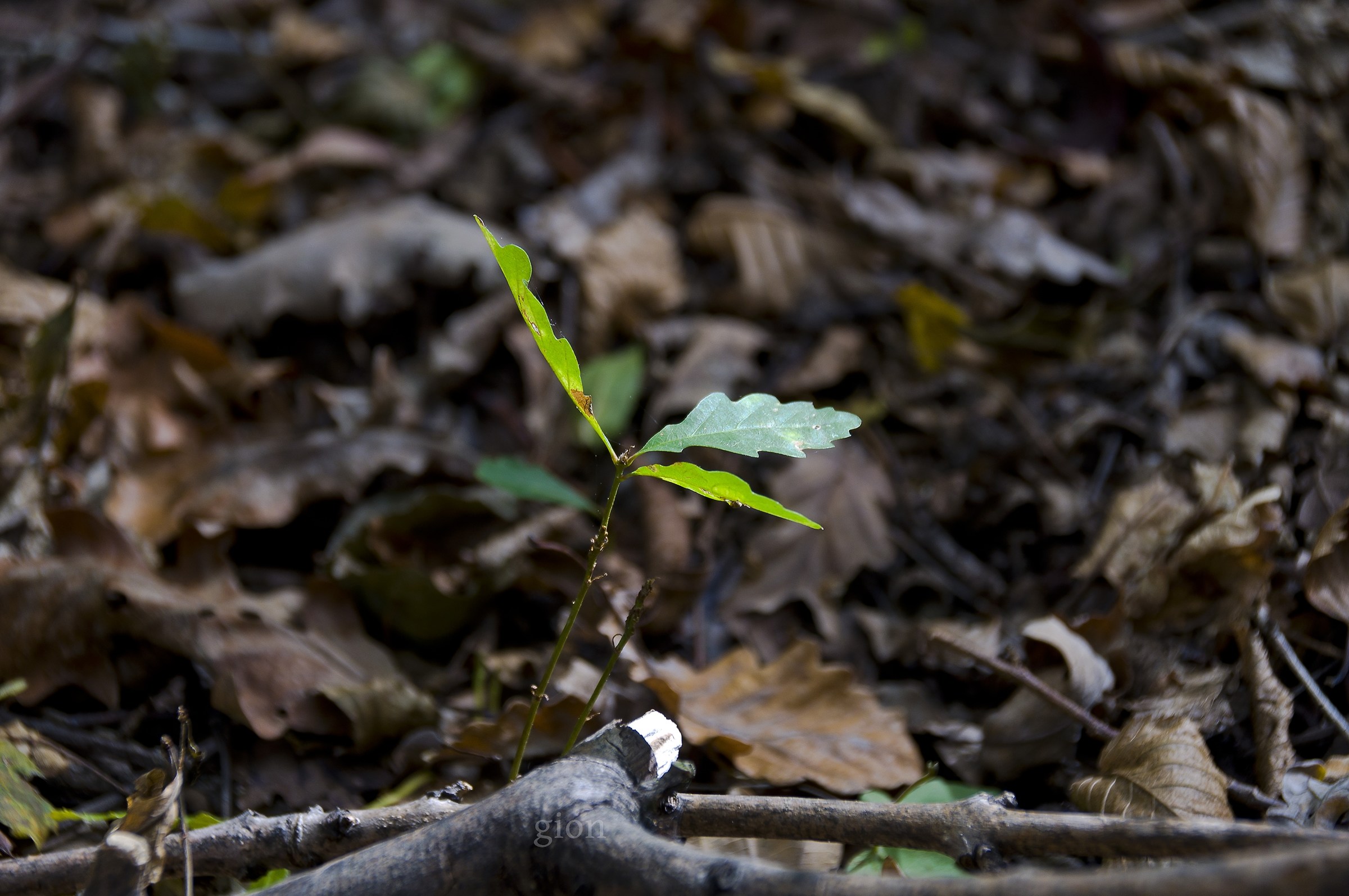 Ricerca della luce; Sono piccolo momentaneo, mi protegga!