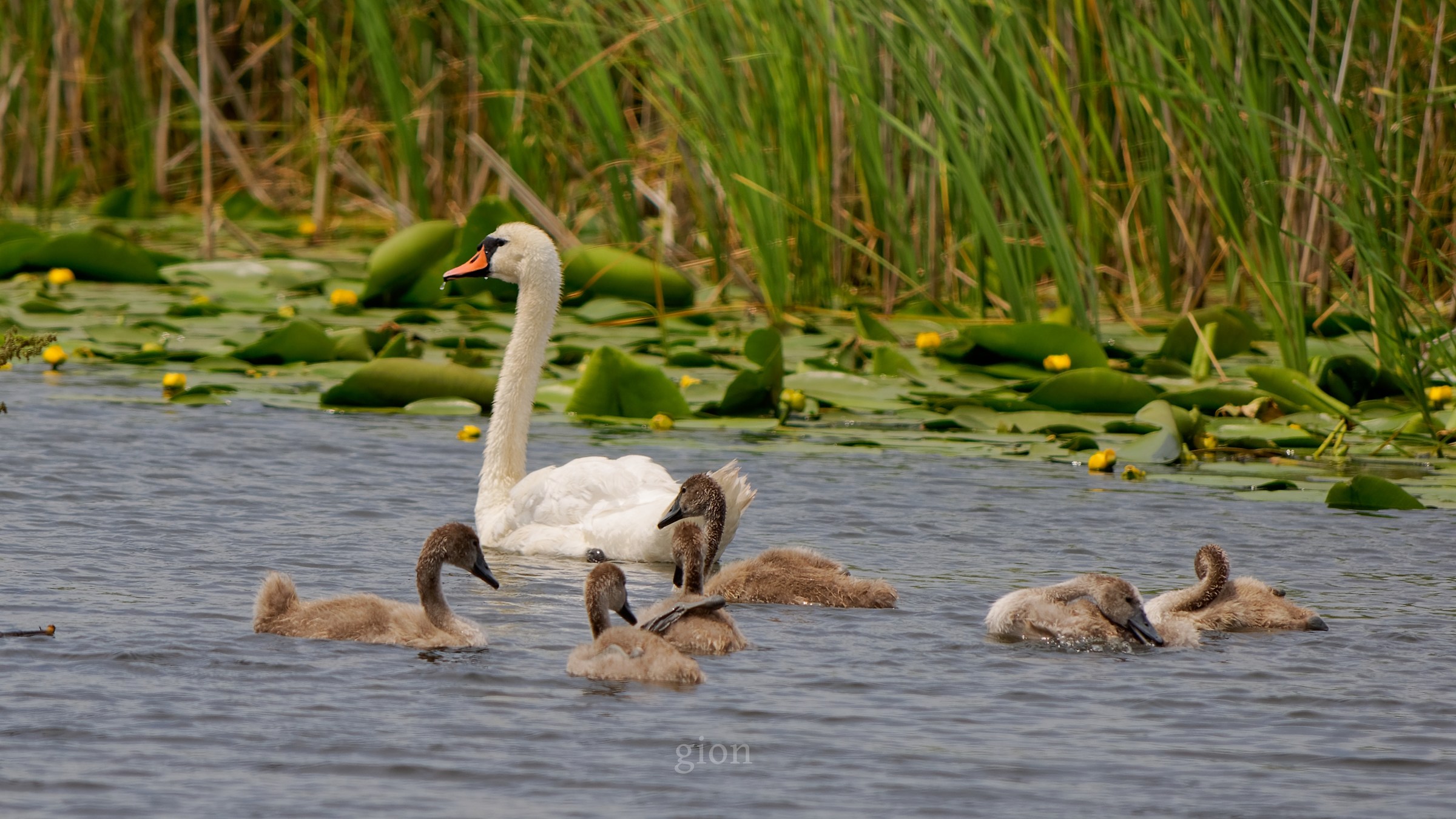 Cigno con i suoi cubs