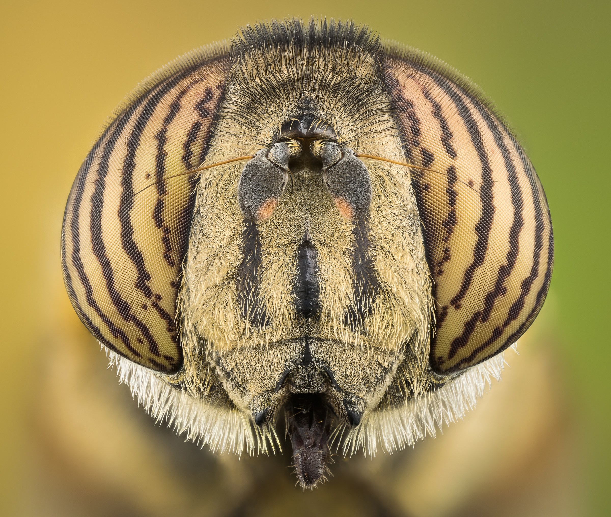 Eristalinus Taeniops (female)