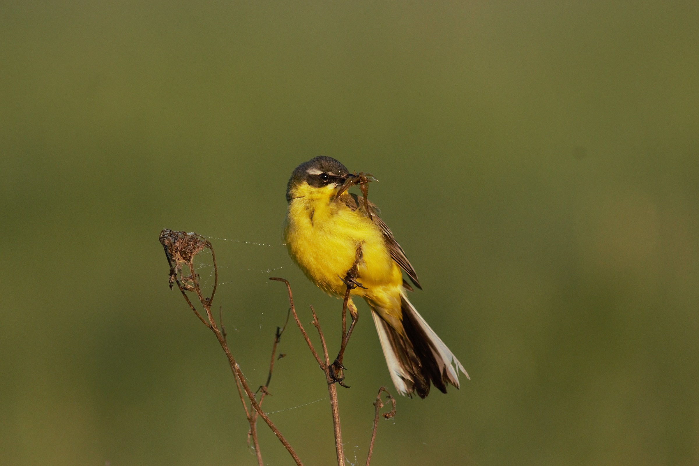 Cutrettola giallo occidentale (Motacilla flava)
