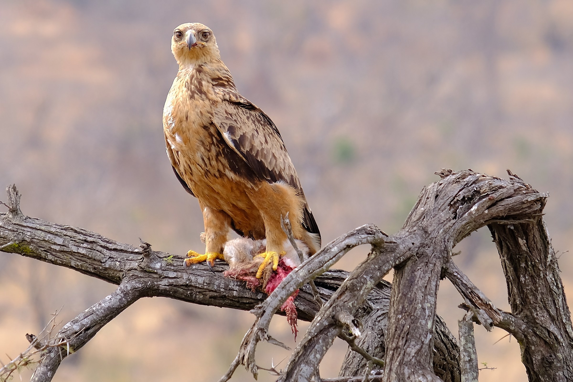 Common buzzard after catching the prey