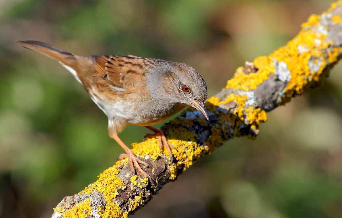 Passera Dunnock