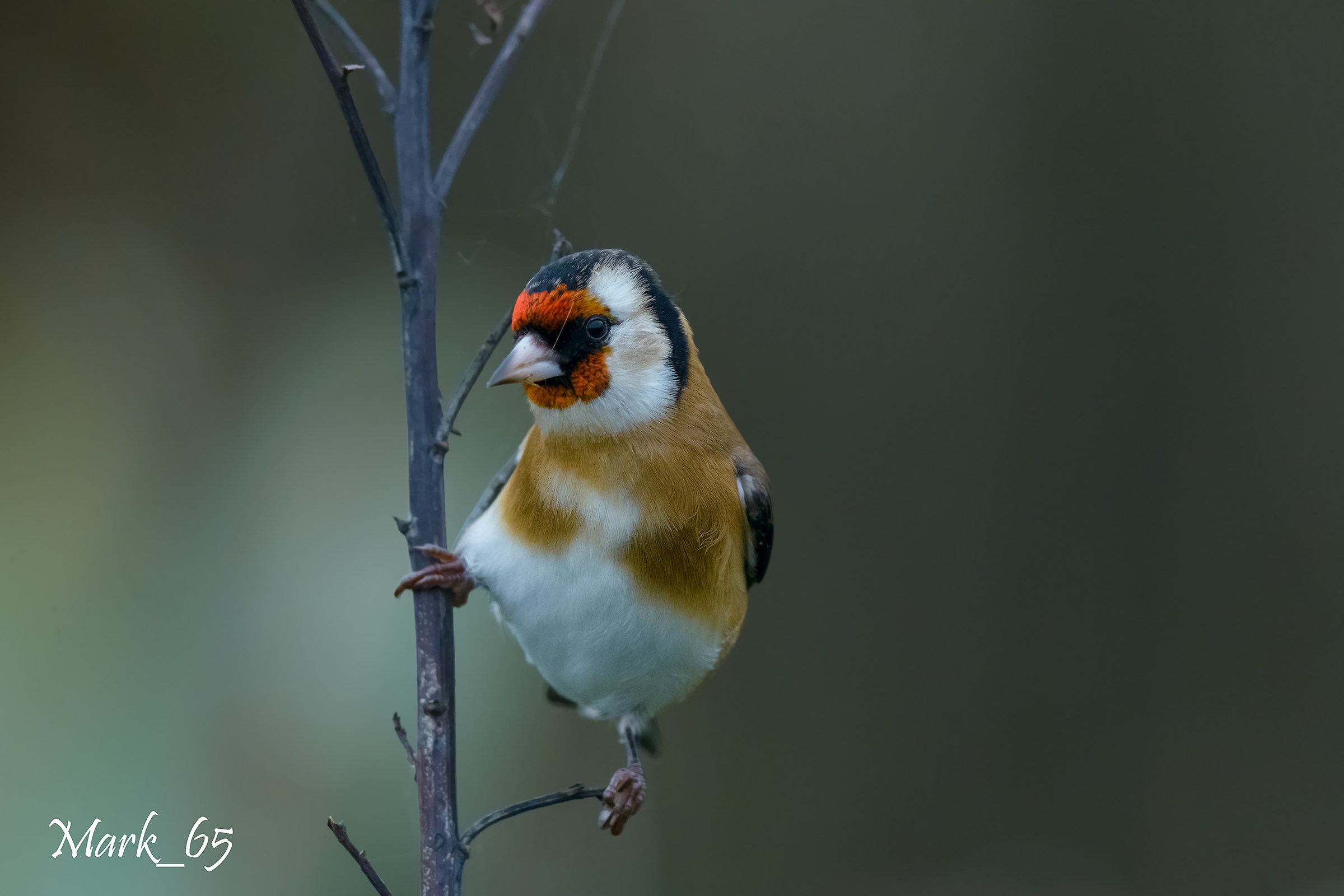 Goldfinch