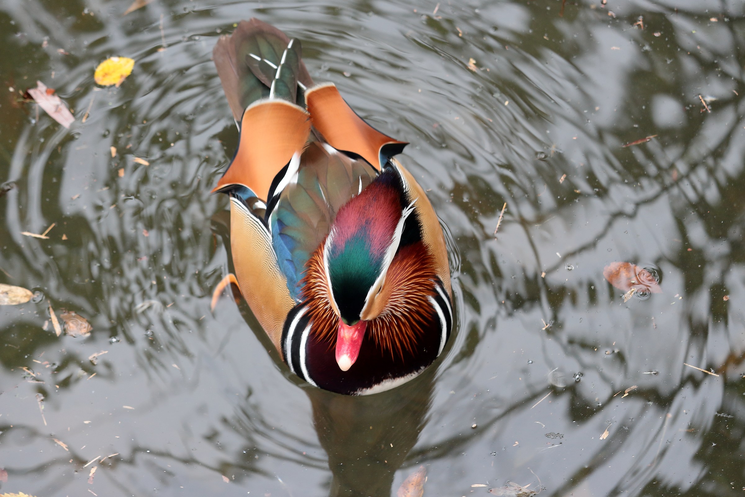 Mandarin Duck