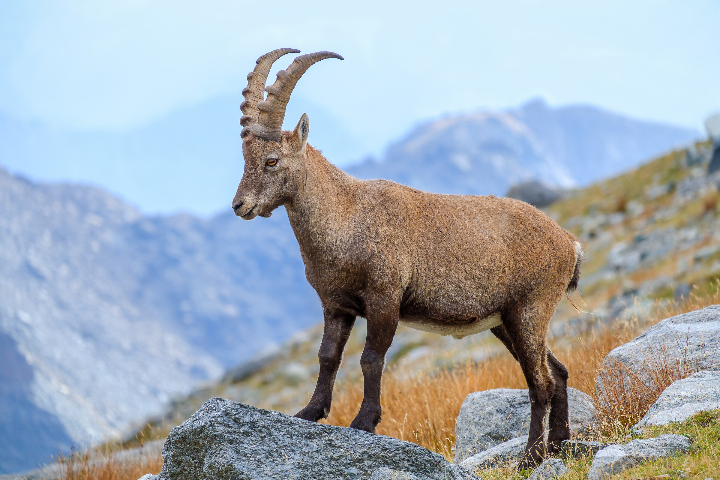 Giovane stambecco