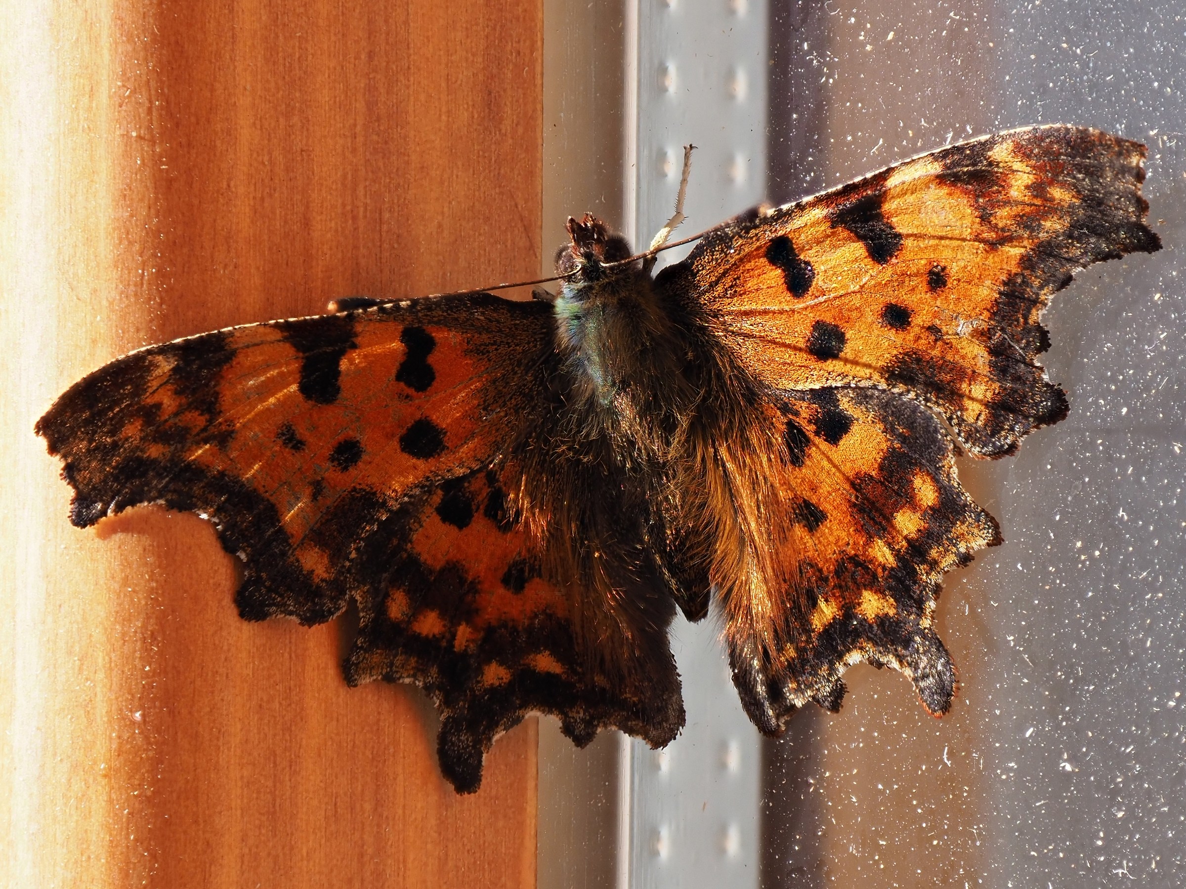 Summer of St. Martin