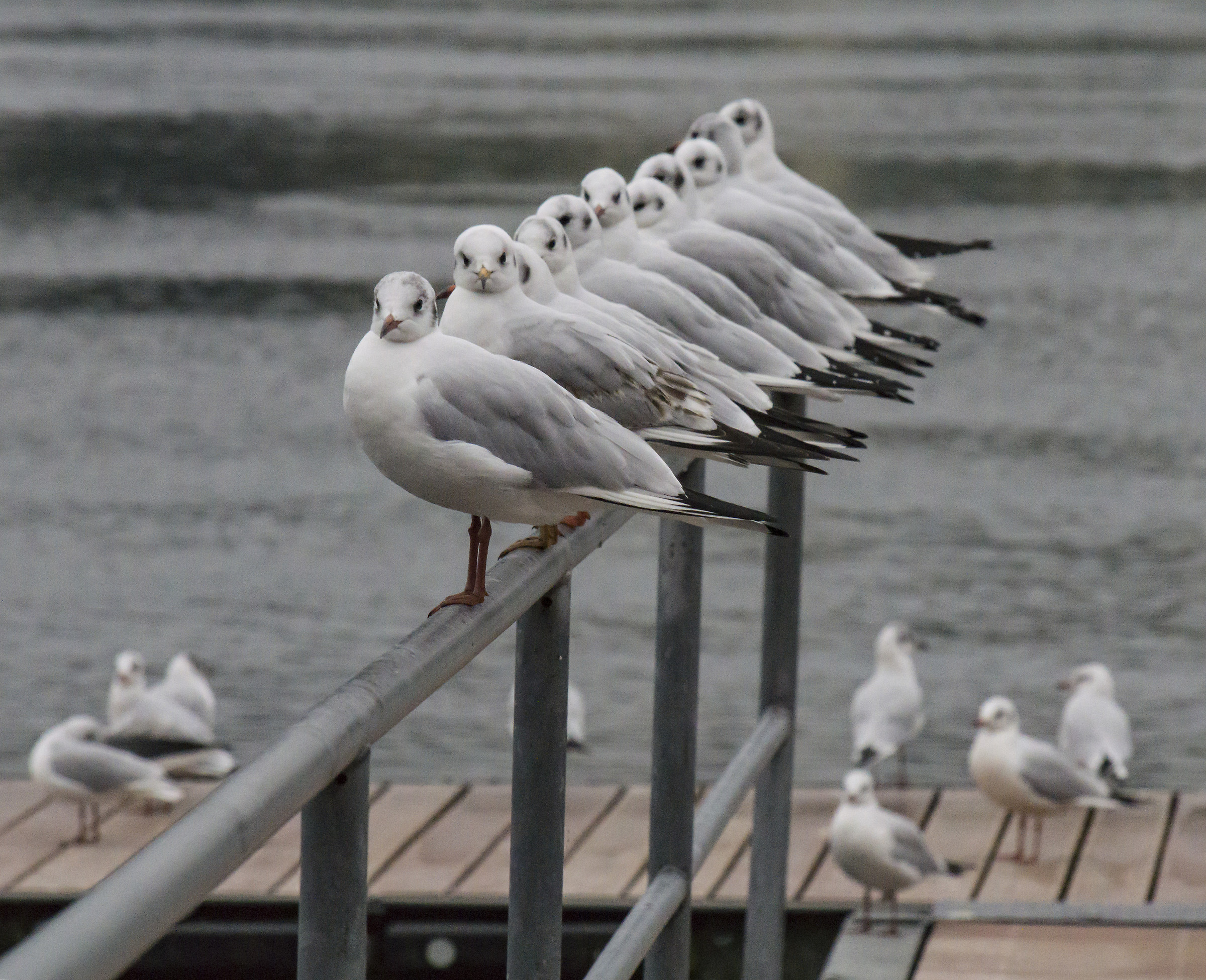 Disturbing Seagulls-2