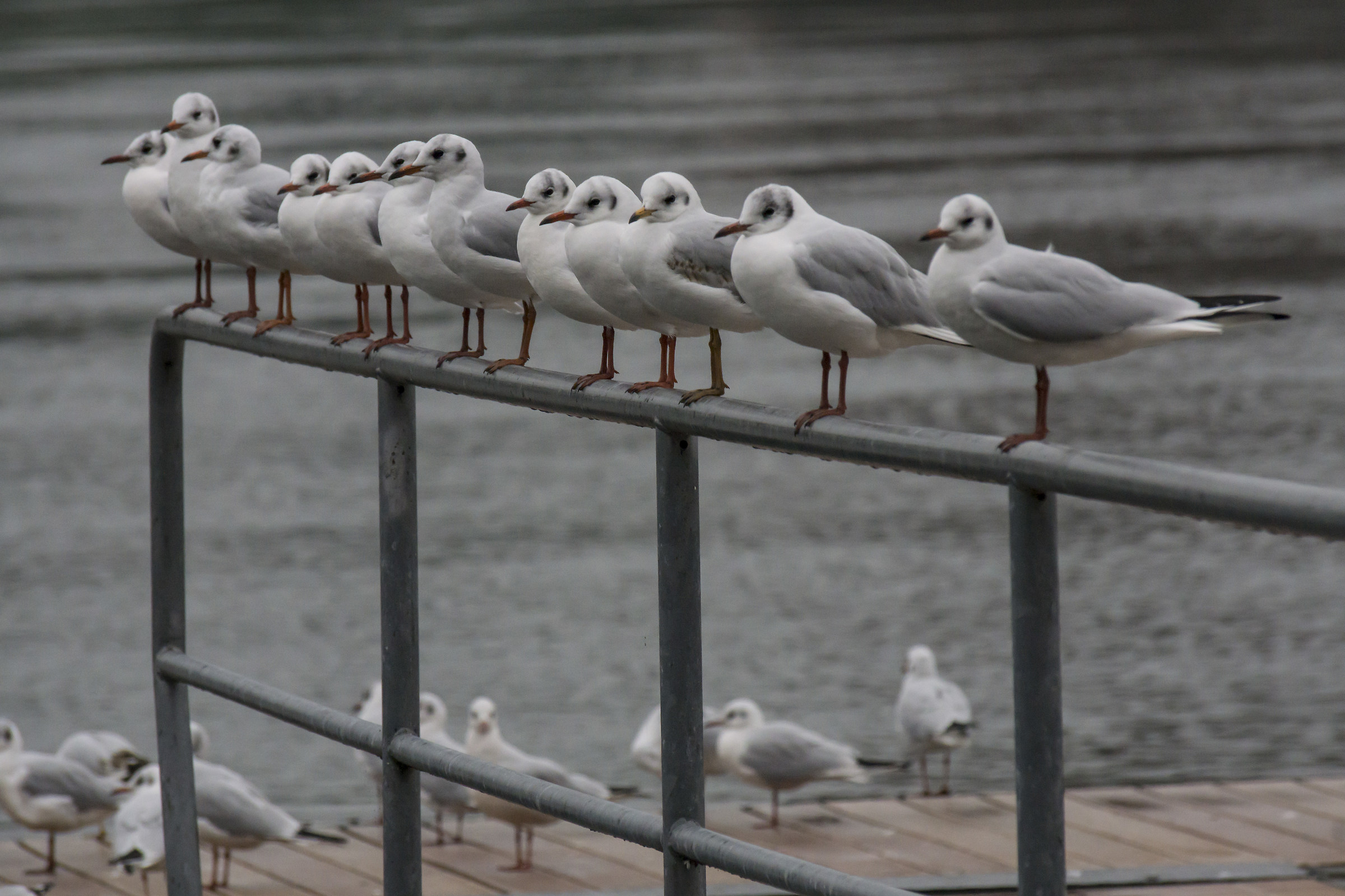 Disturbing Seagulls-3