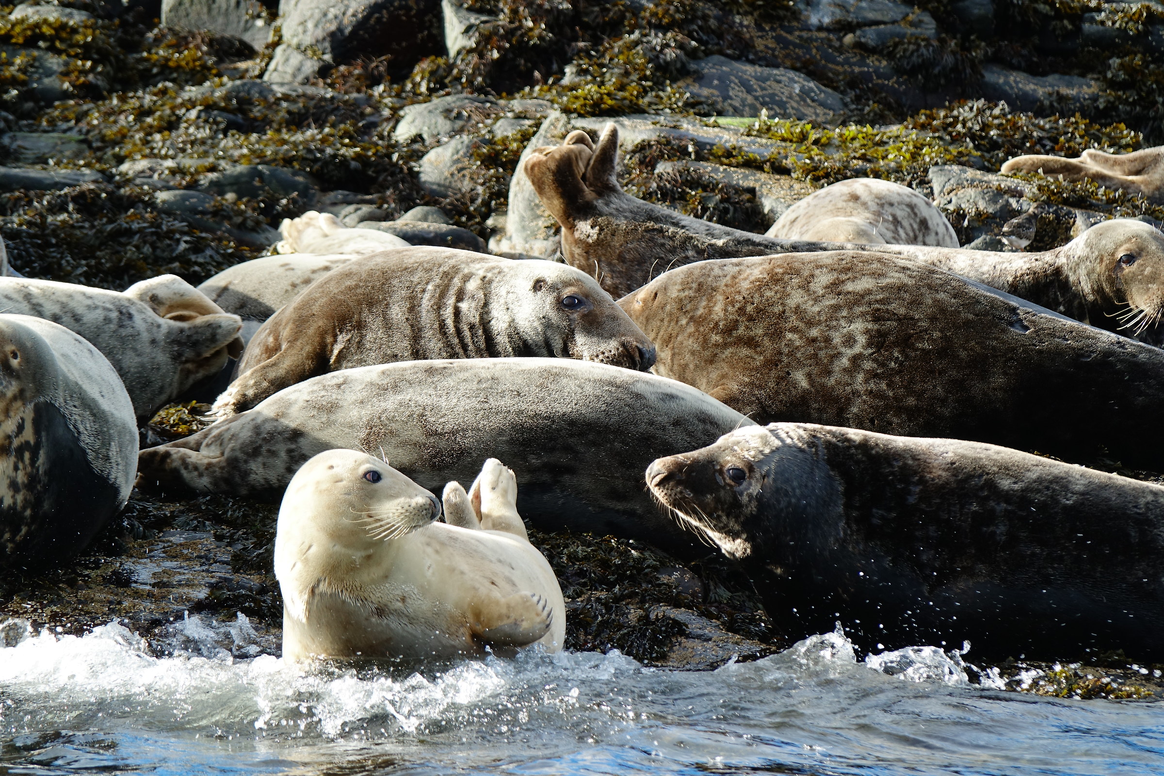 Farne Islands
