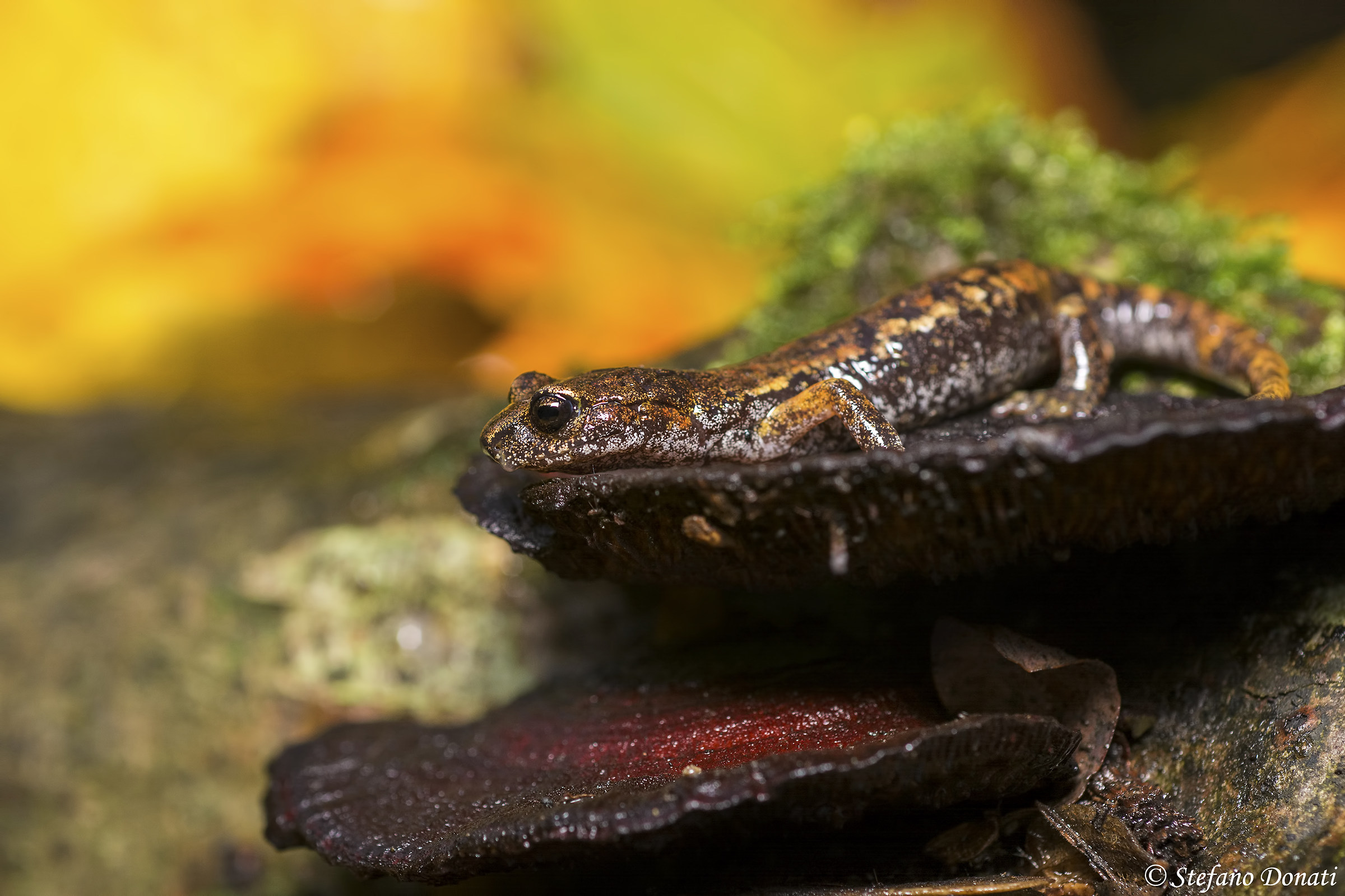 Geotritone Italico