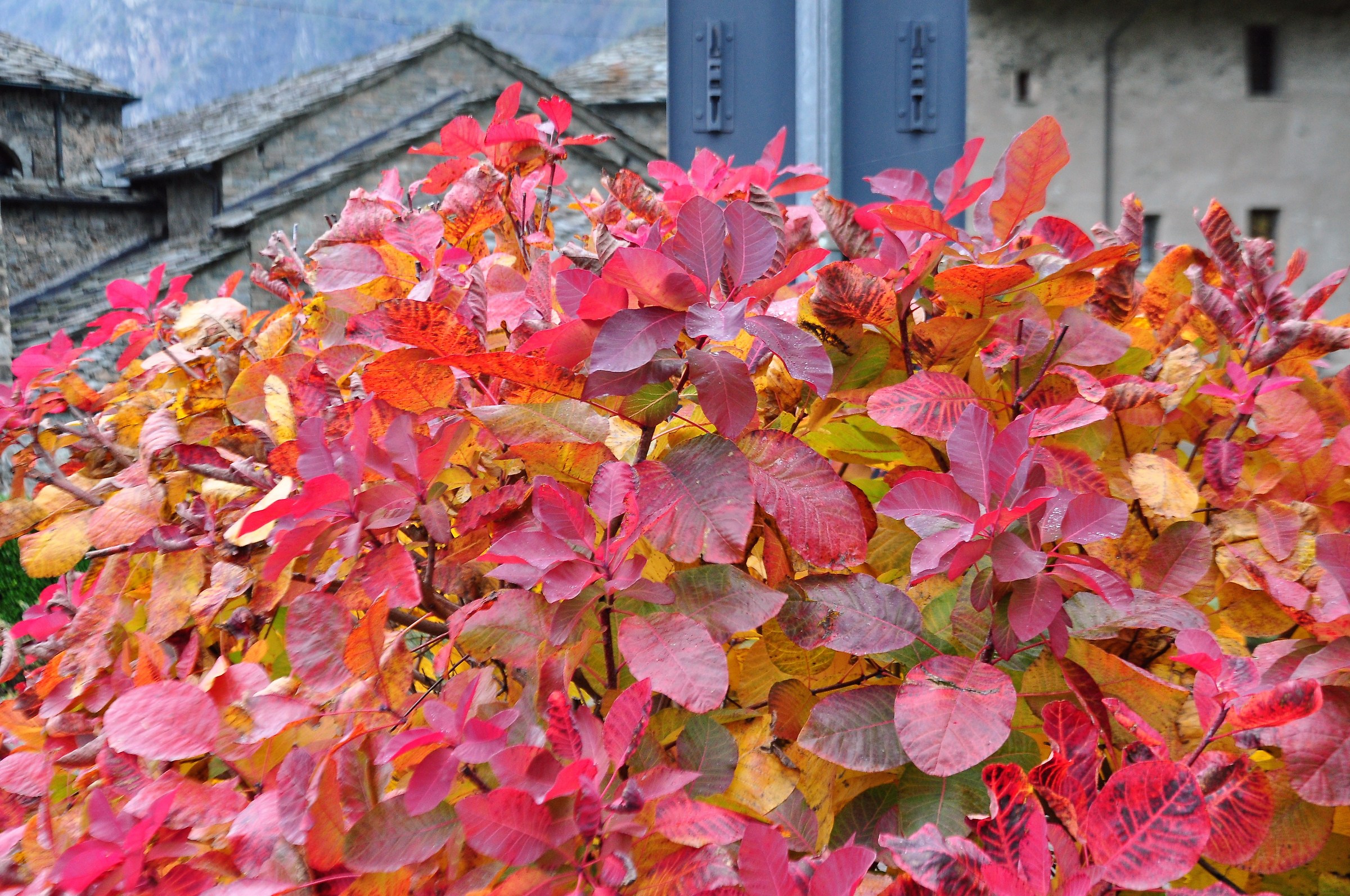 Foliage  Valle d'Aosta