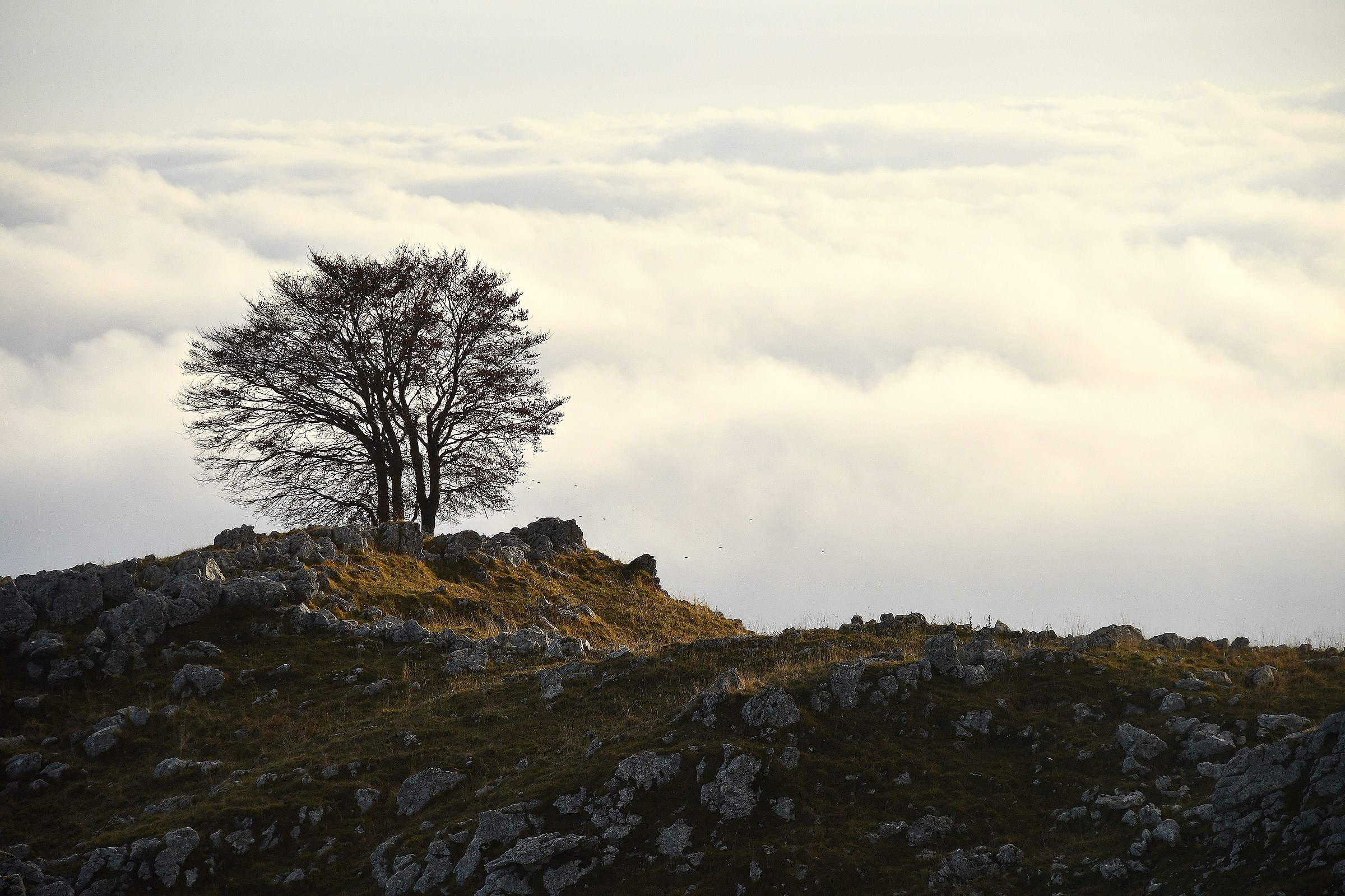 Beeches in the Clouds