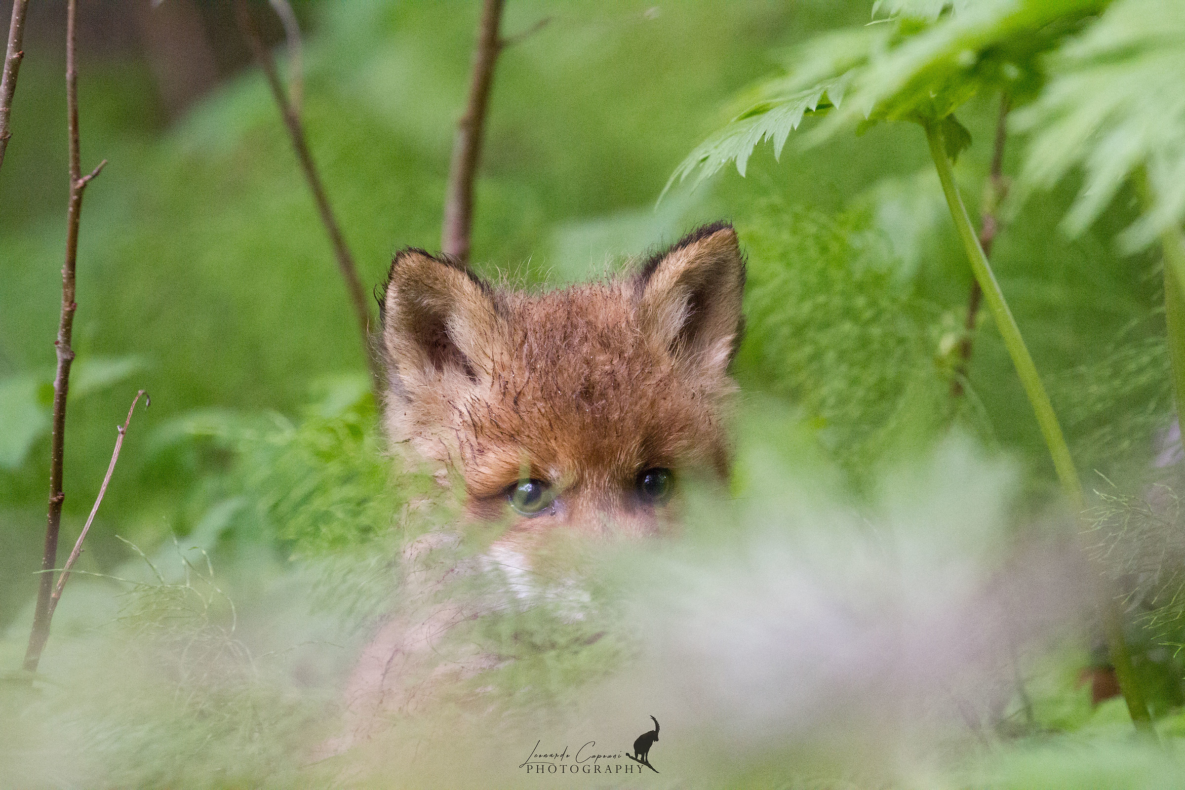 Nascondino /Hide and seek