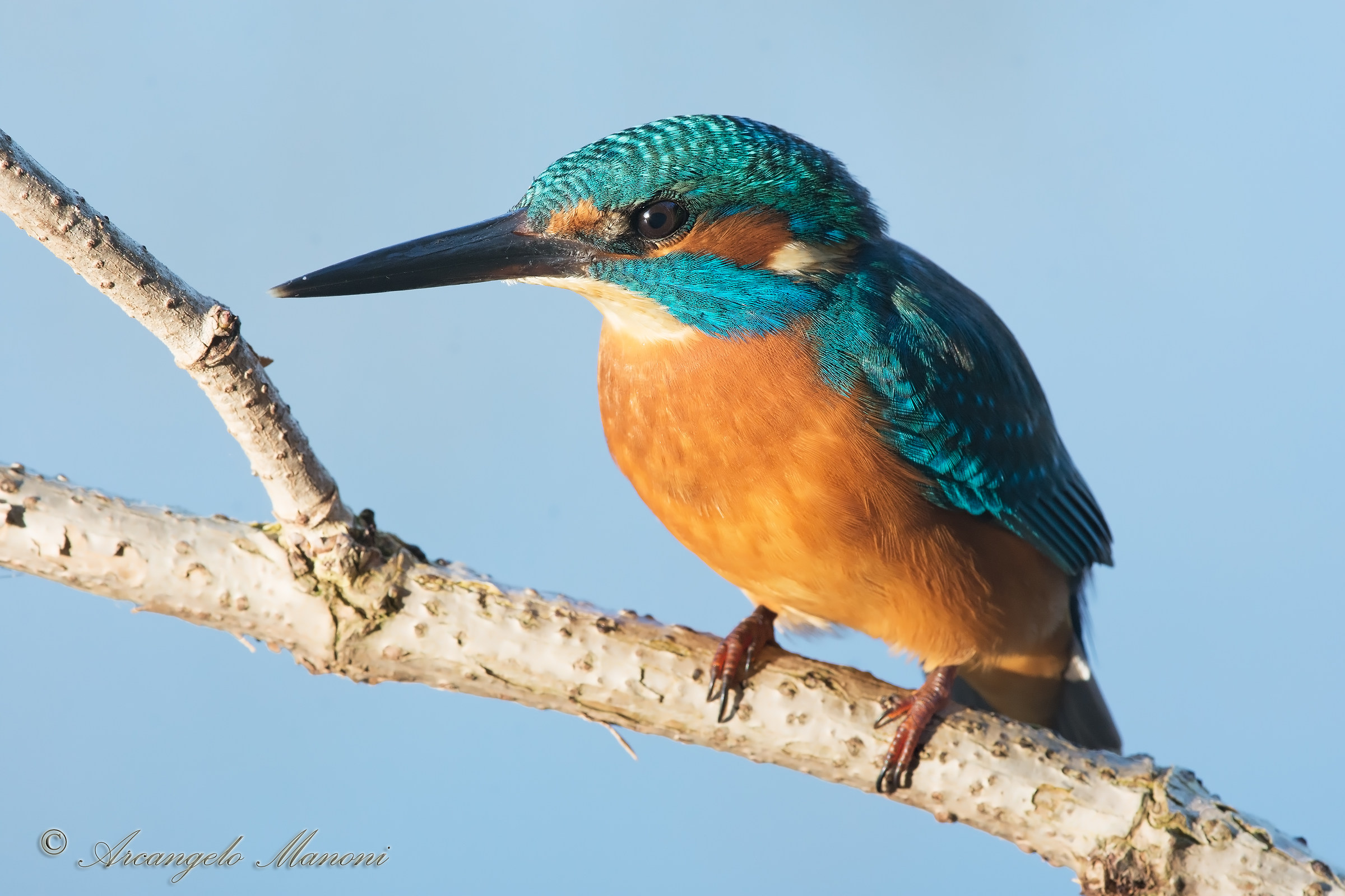 Luce dura per il martino