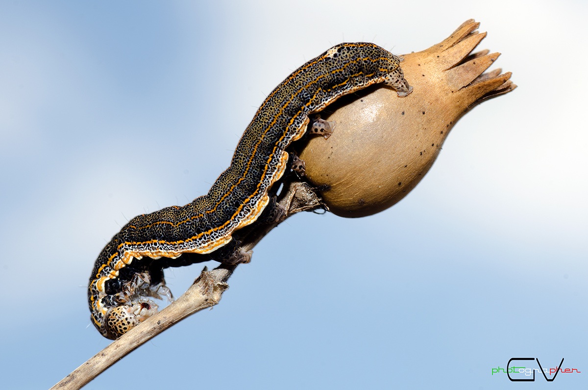 Capriola :) (conoscete il nome del bruco?)