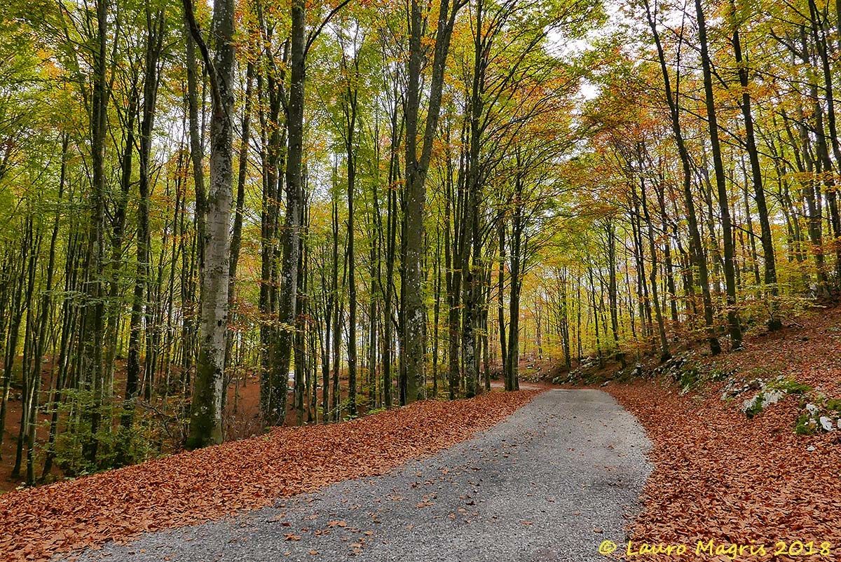 Una strada nel bosco
