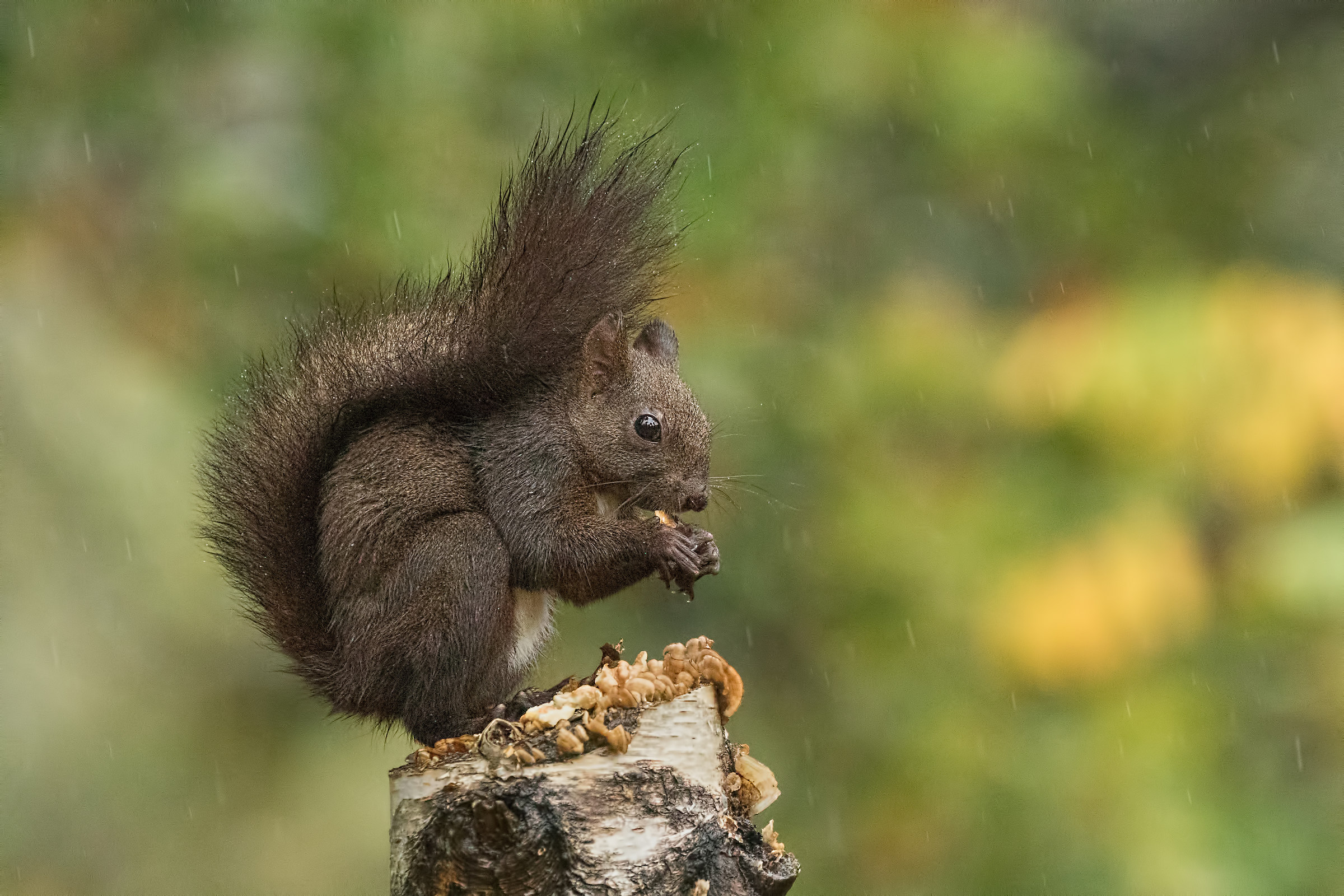 Red squirrel