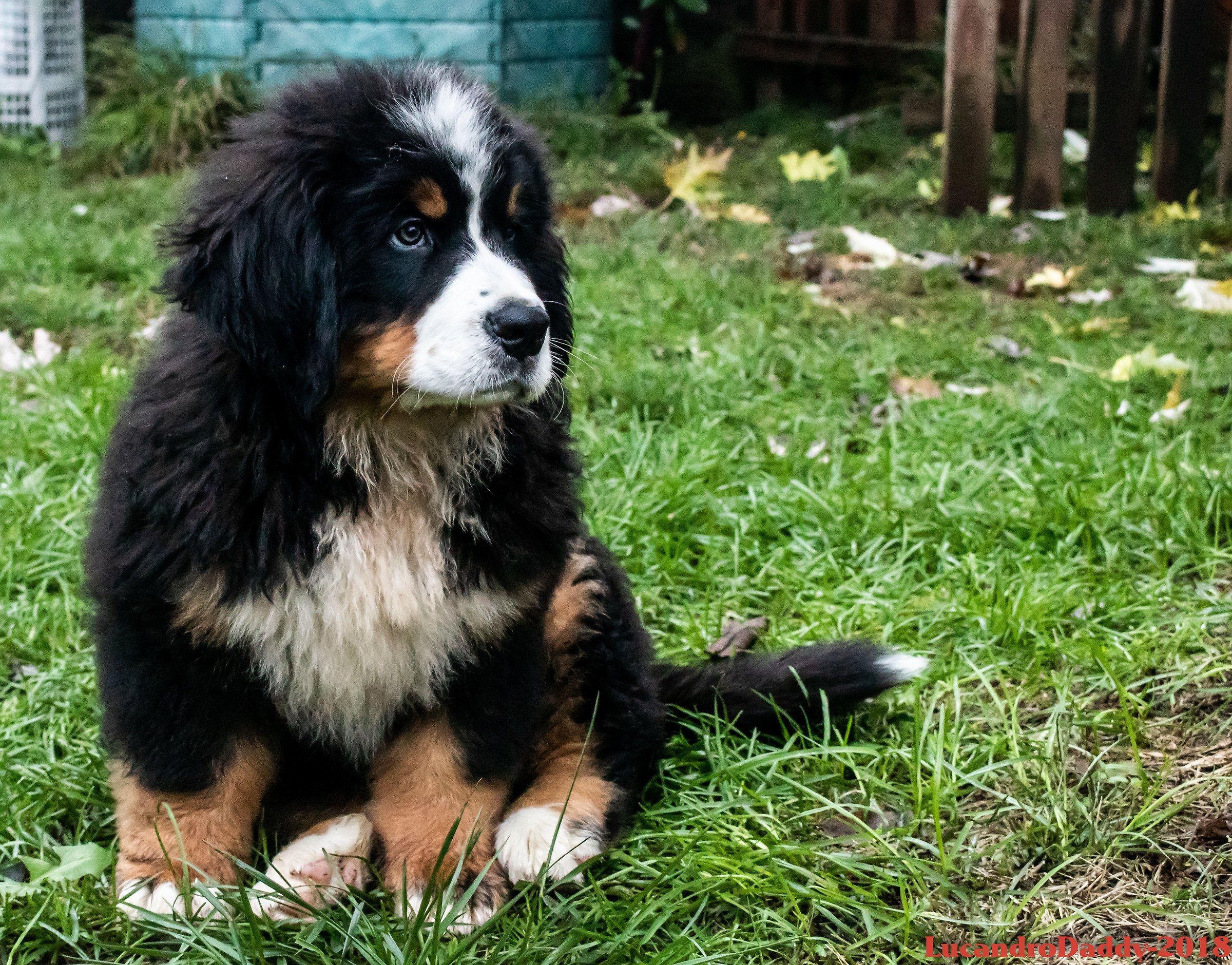 La famiglia si allarga