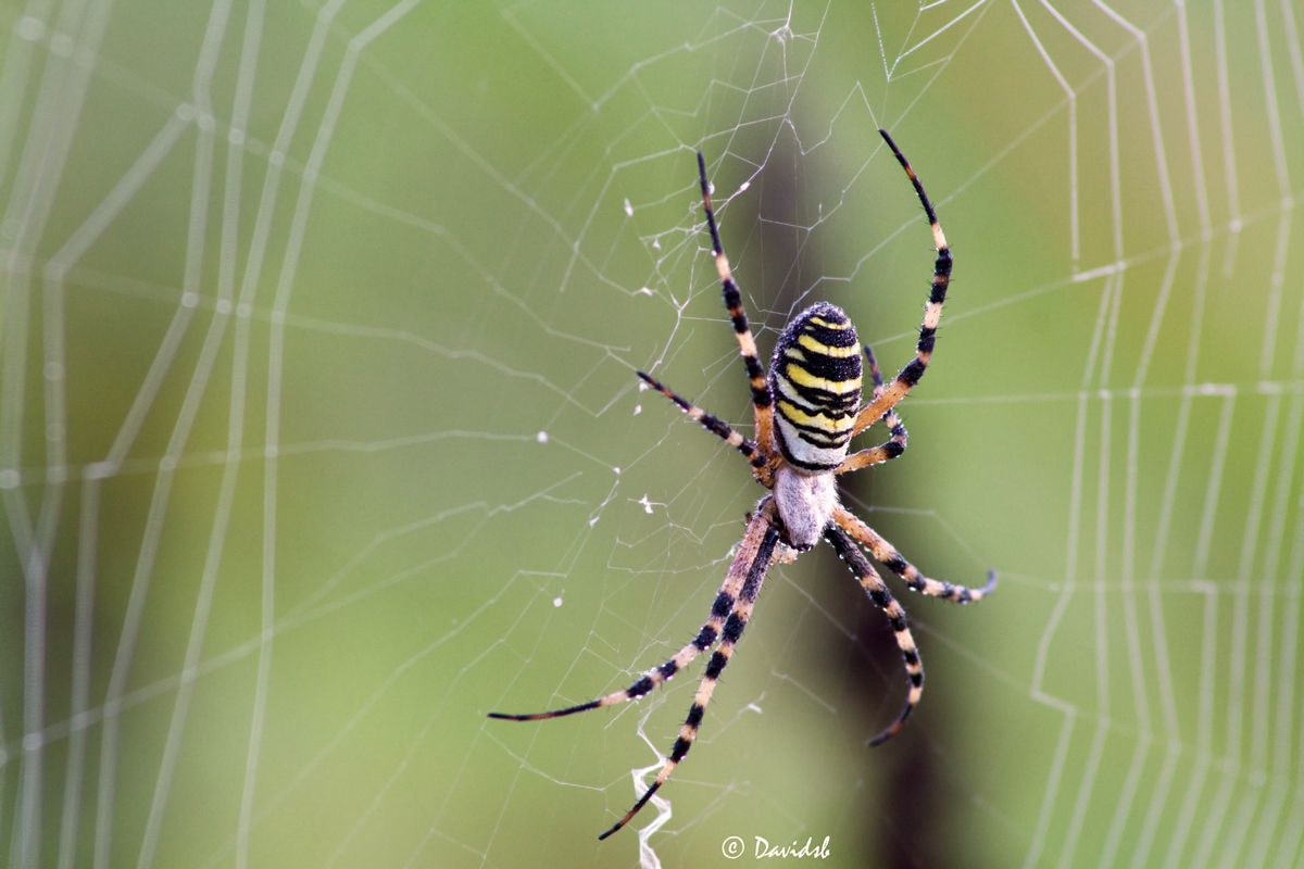Argiope bruennichi