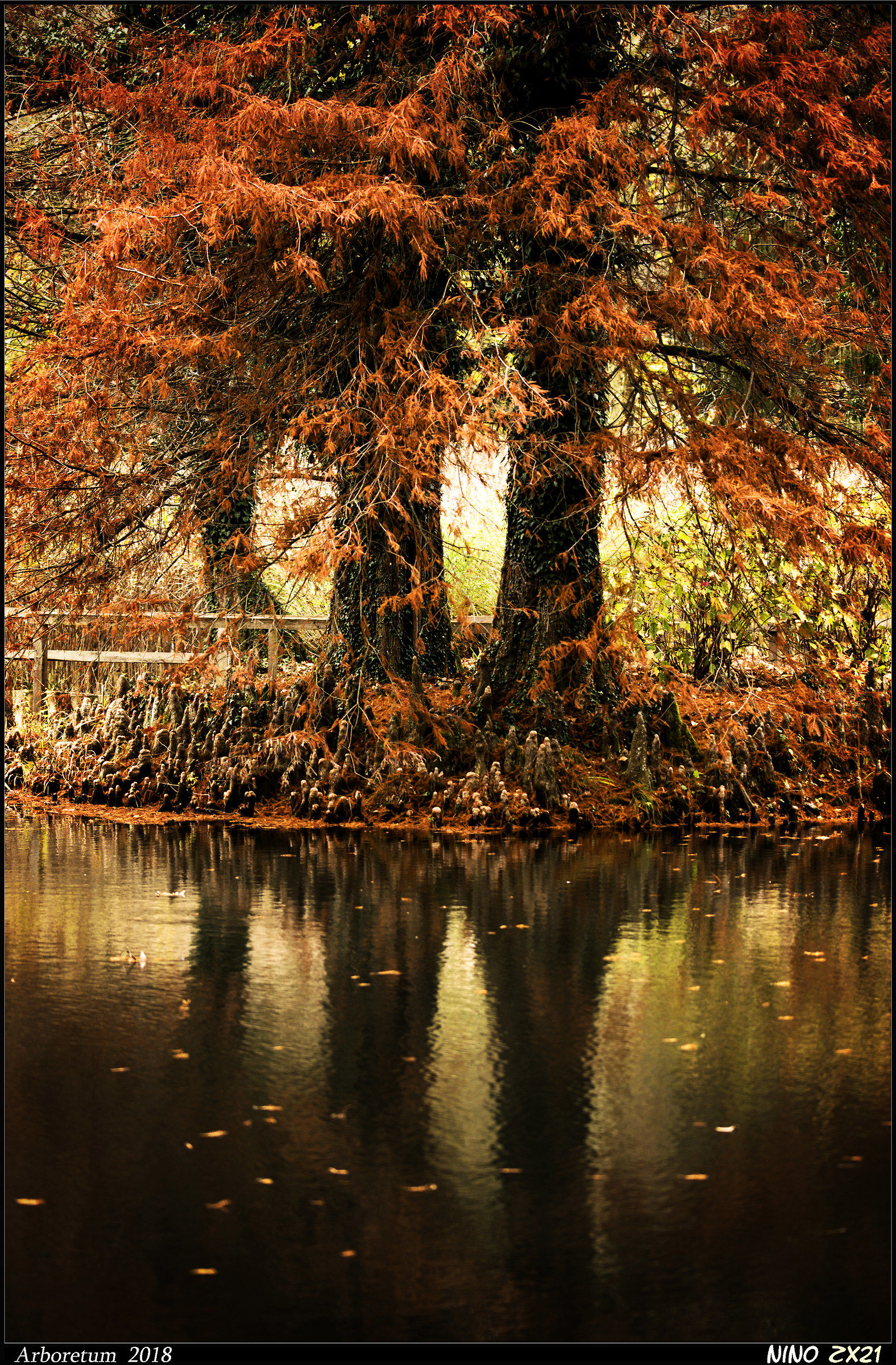 The Sentinels of autumn.