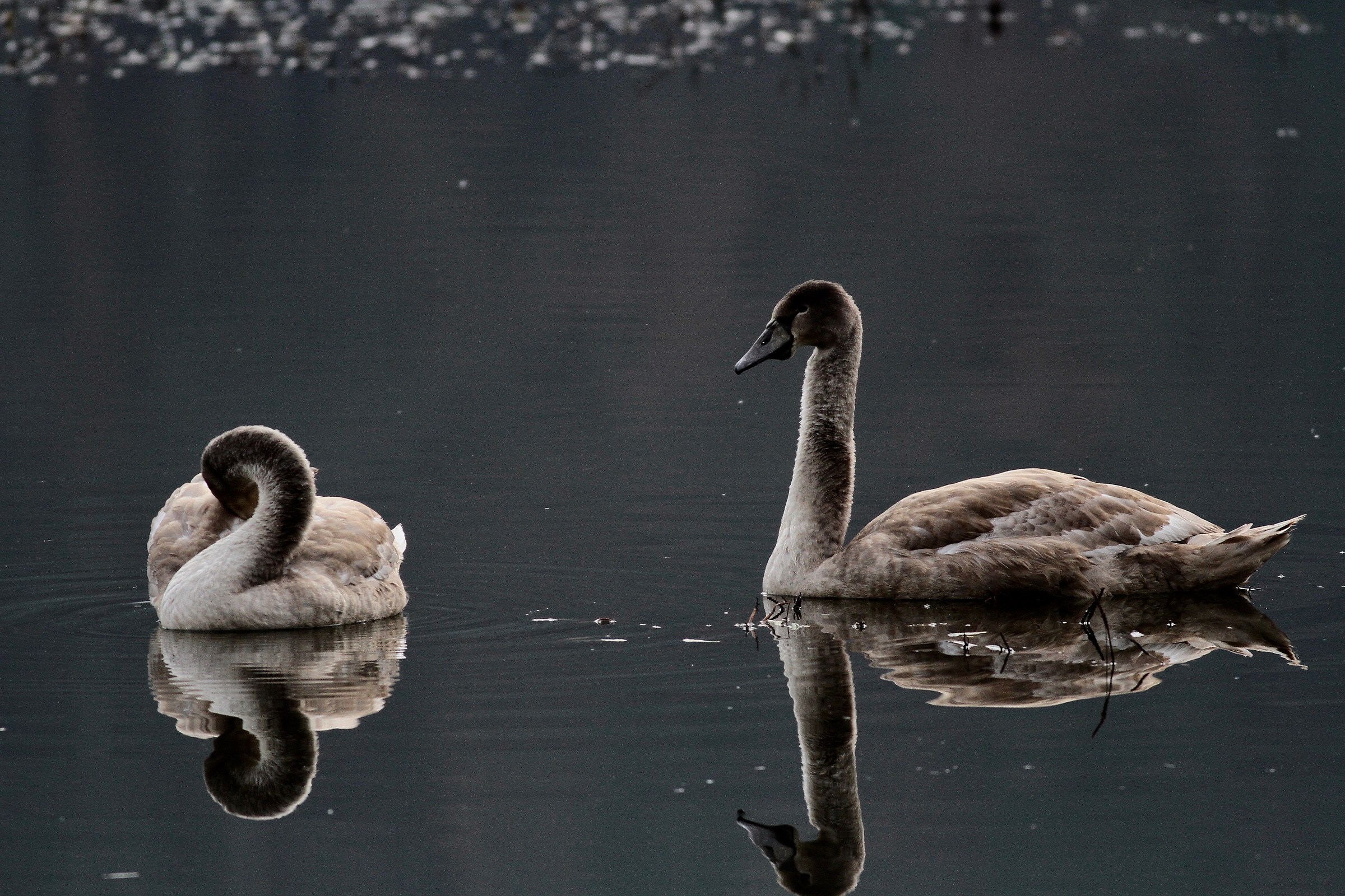 Young Swans