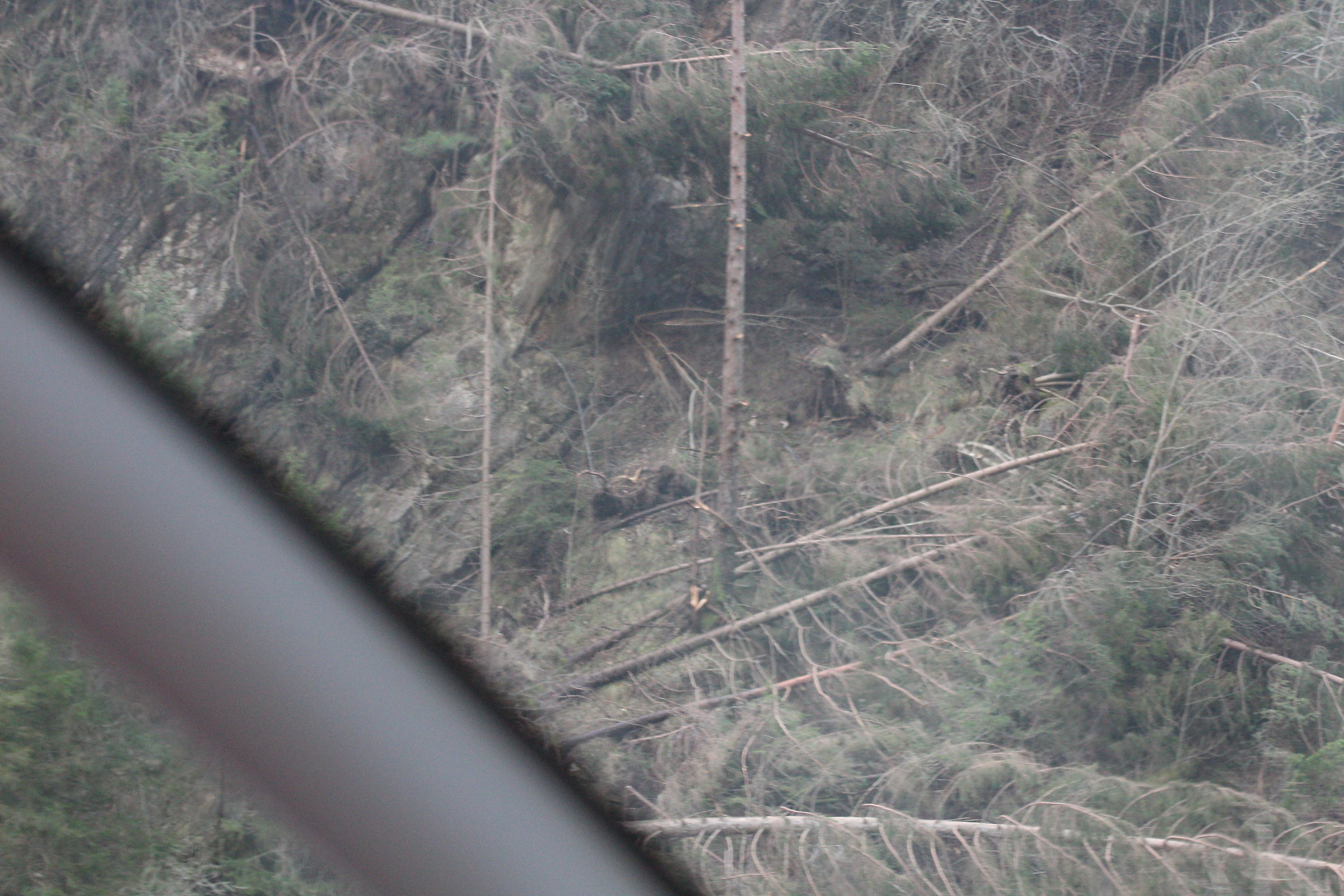 Alberi abbattuti in montagna