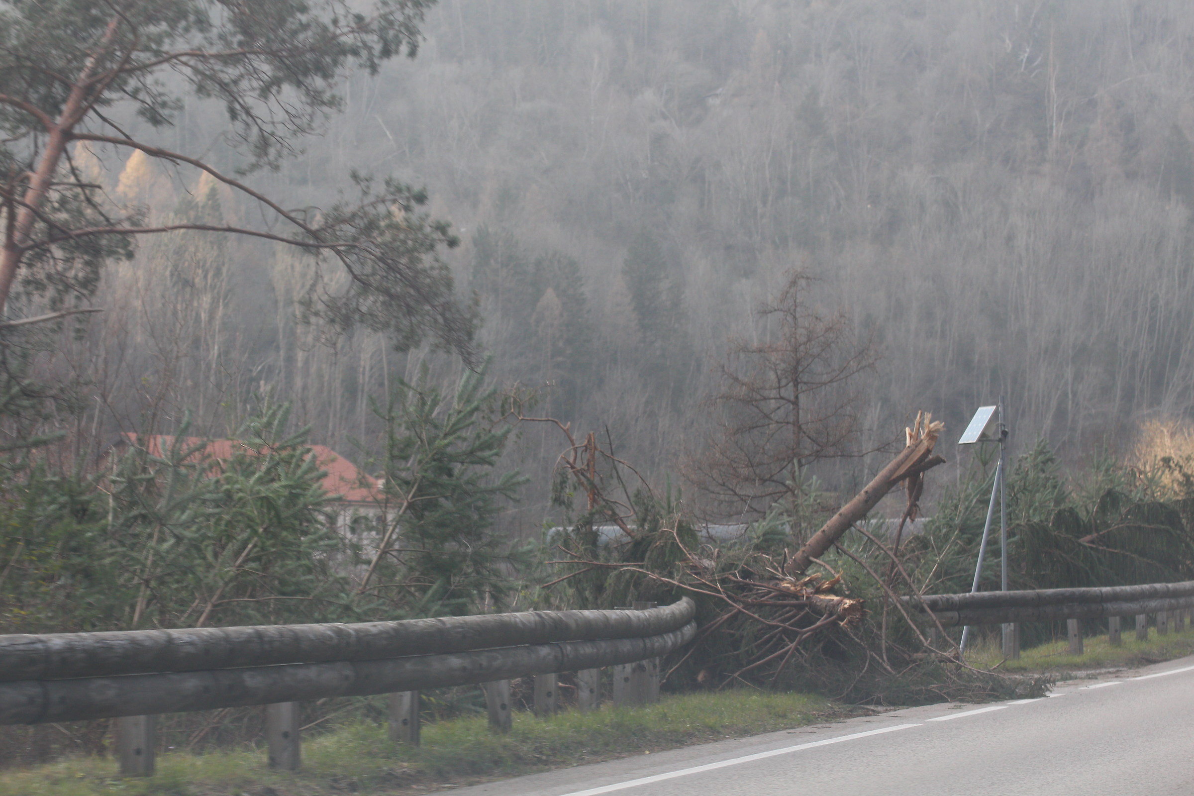 SR 203 alberi abbattuti a bordo strada