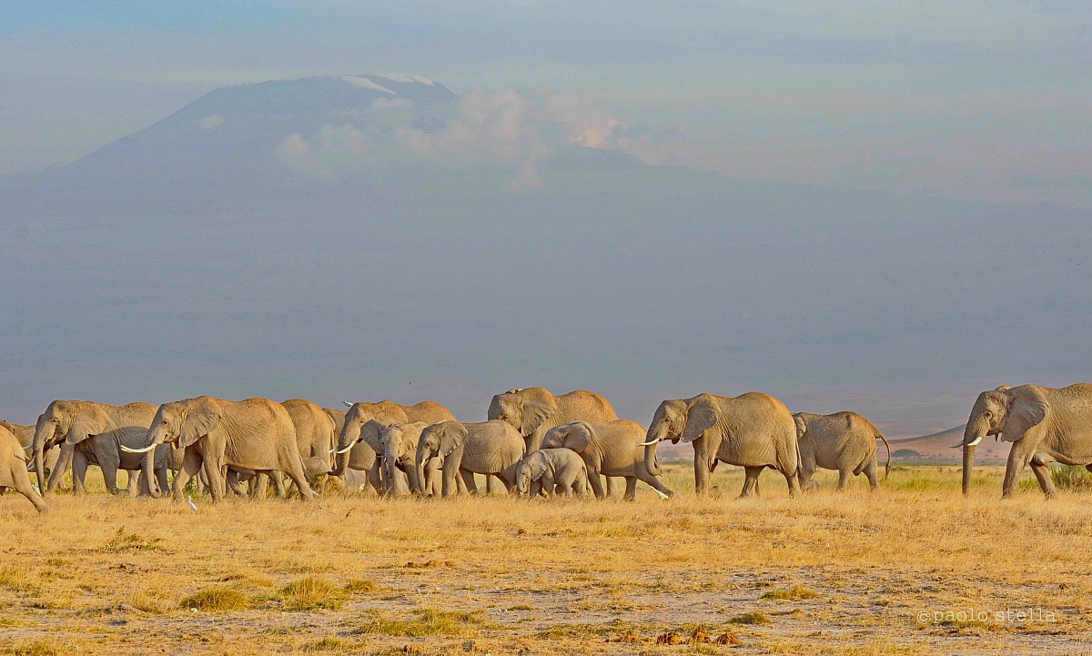 elephants with Kili on the background