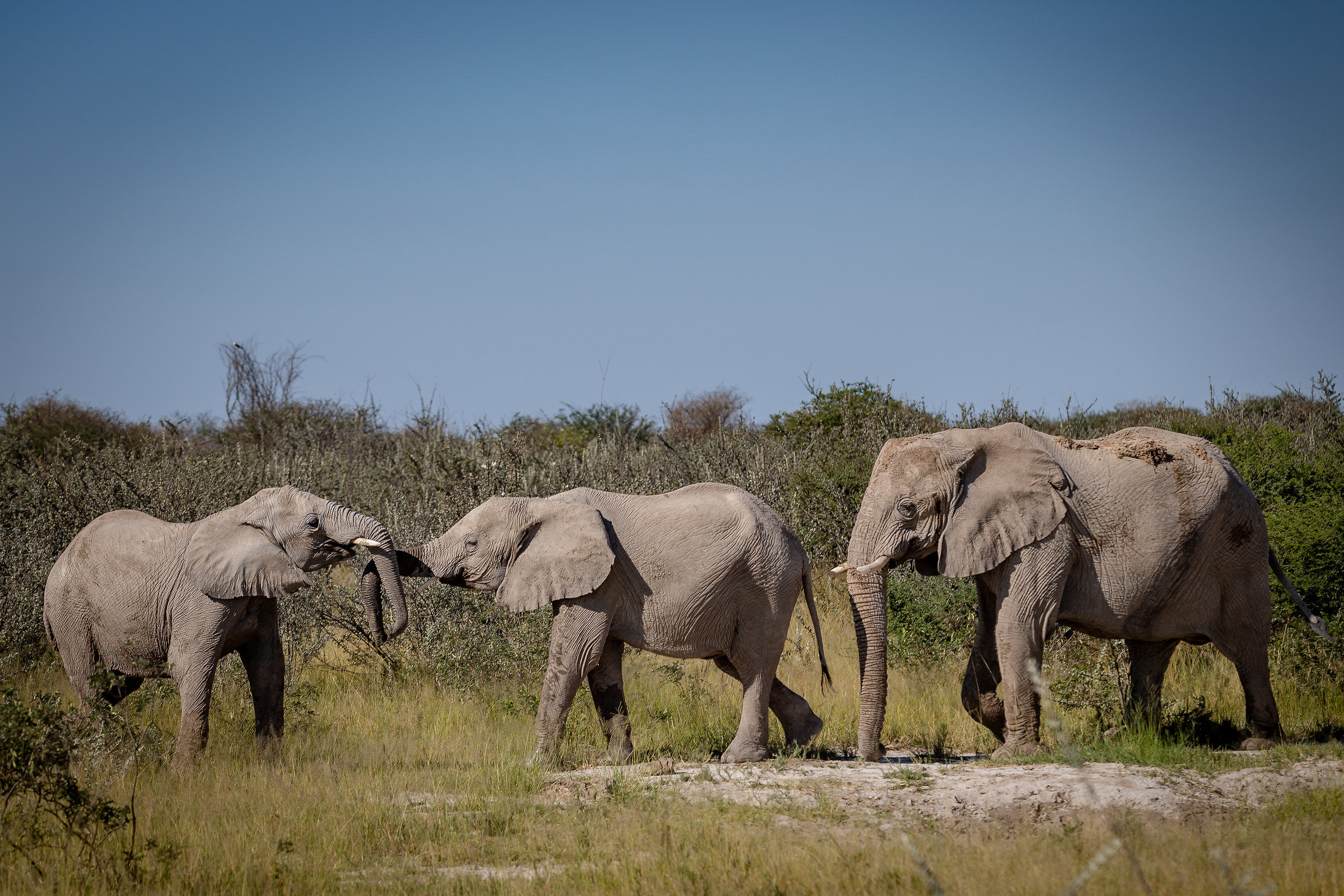 Games between baby Giants